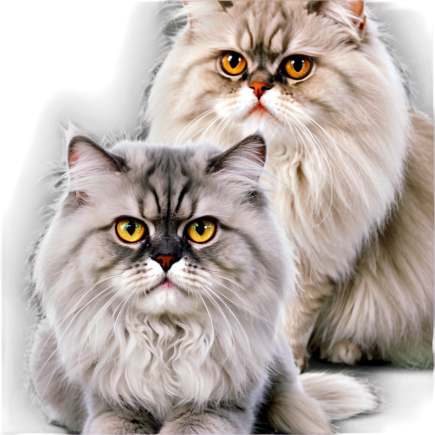 Grey Persian Cat Png Pnr PNG