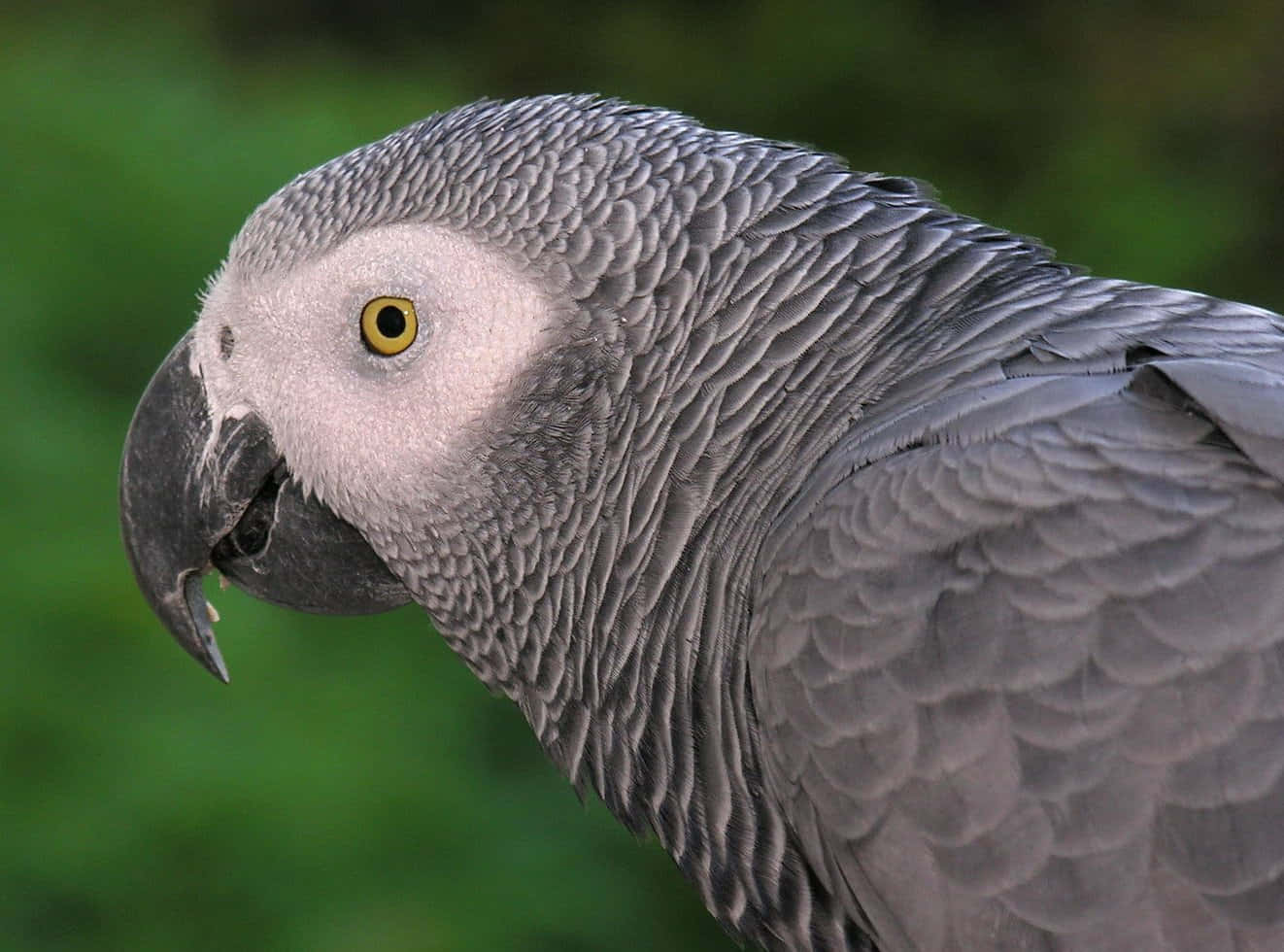 A Grey Parrot With Yellow Eyes
