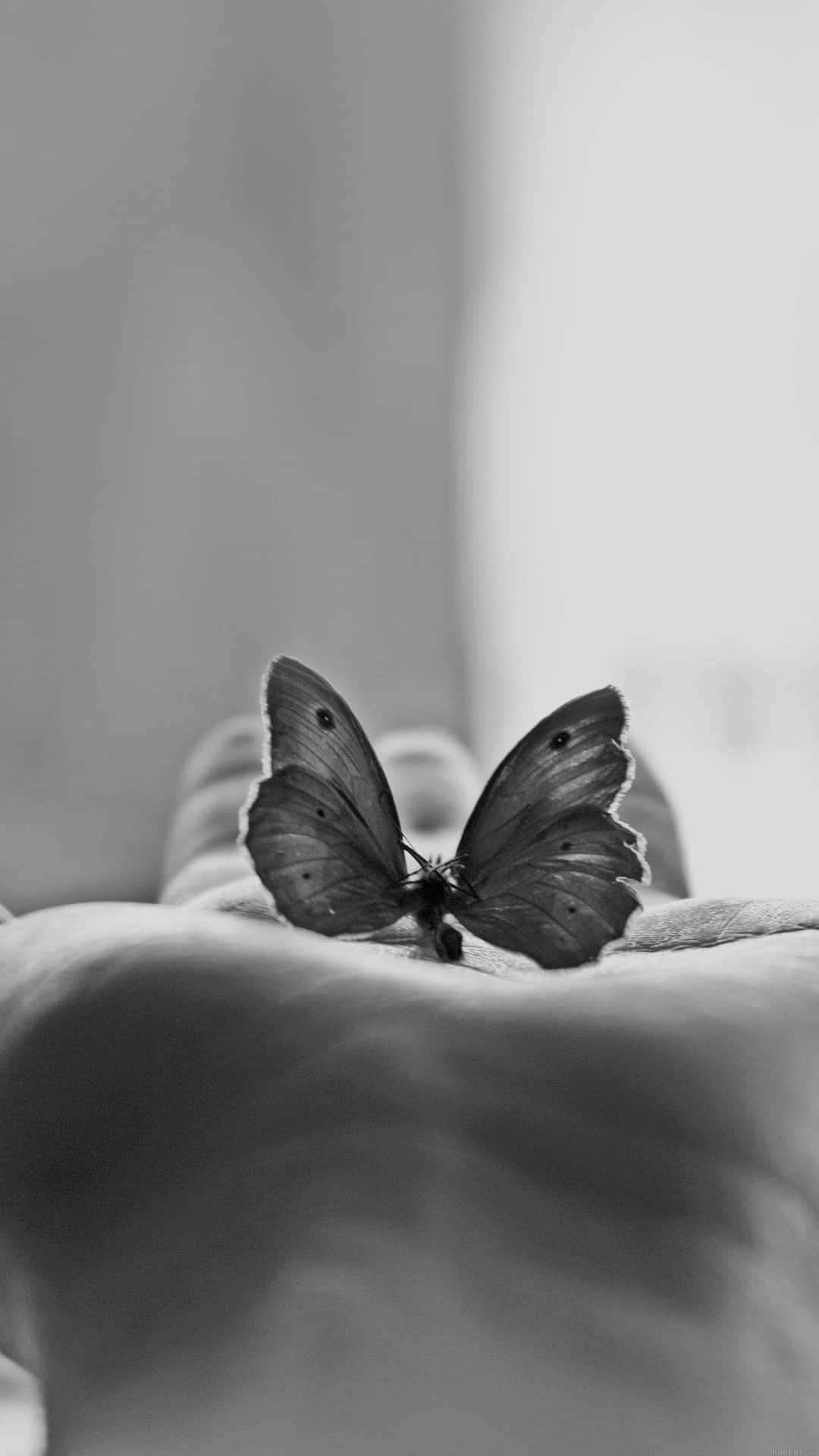 Schwarzweißes Foto Eines Schmetterlings Auf Einer Person's Hand.