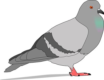 Grey Pigeon Illustration PNG