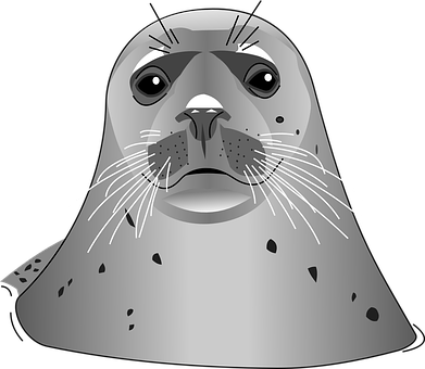 Grey Seal Vector Illustration PNG