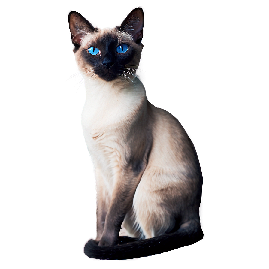 Grey Siamese Cat Png 85 PNG