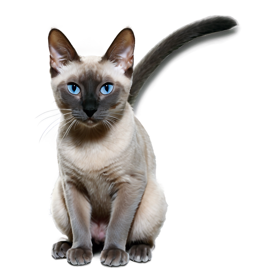 Grey Siamese Cat Png Chw PNG