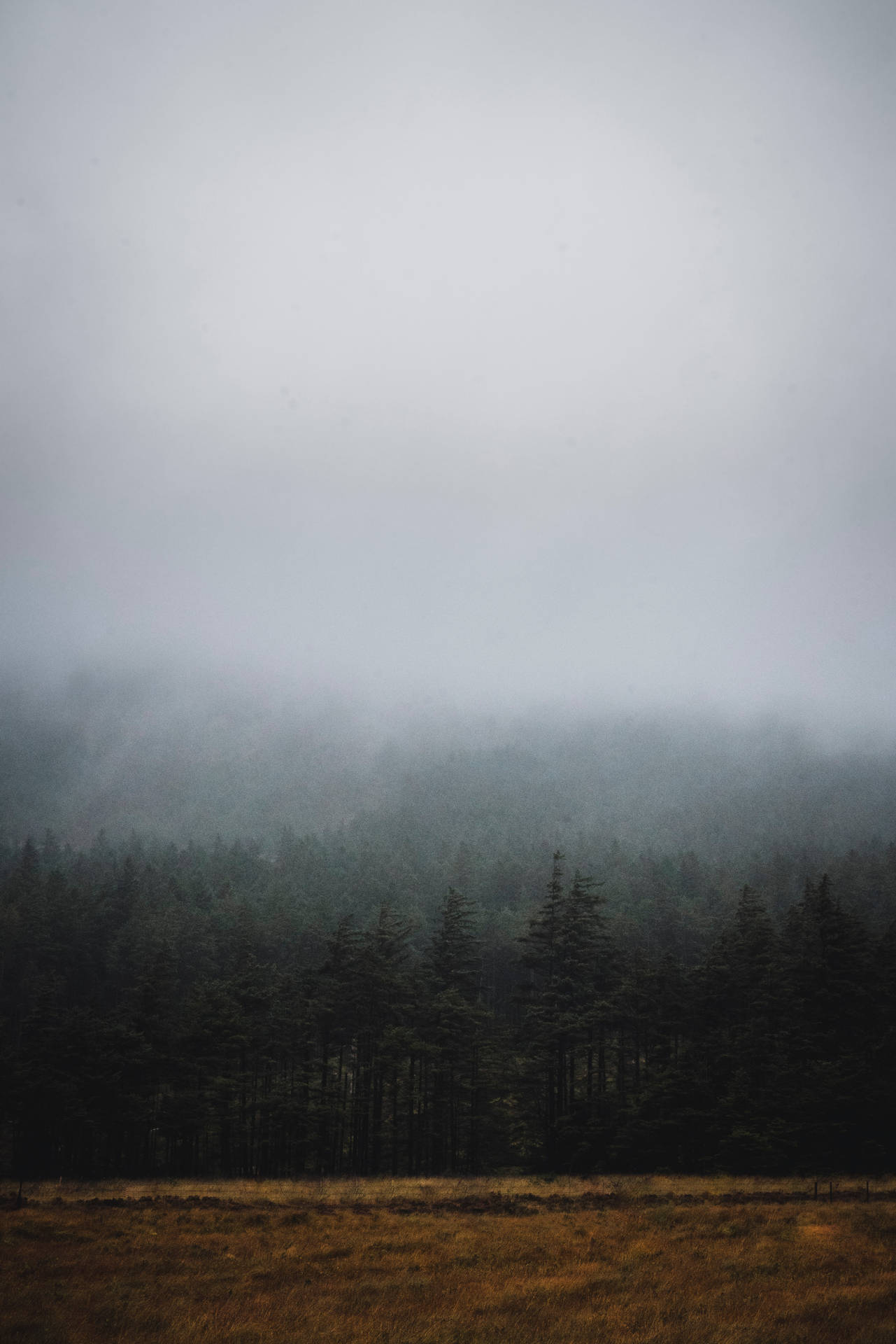 The Darkness In The Forest Veils A Grey Sky Wallpaper
