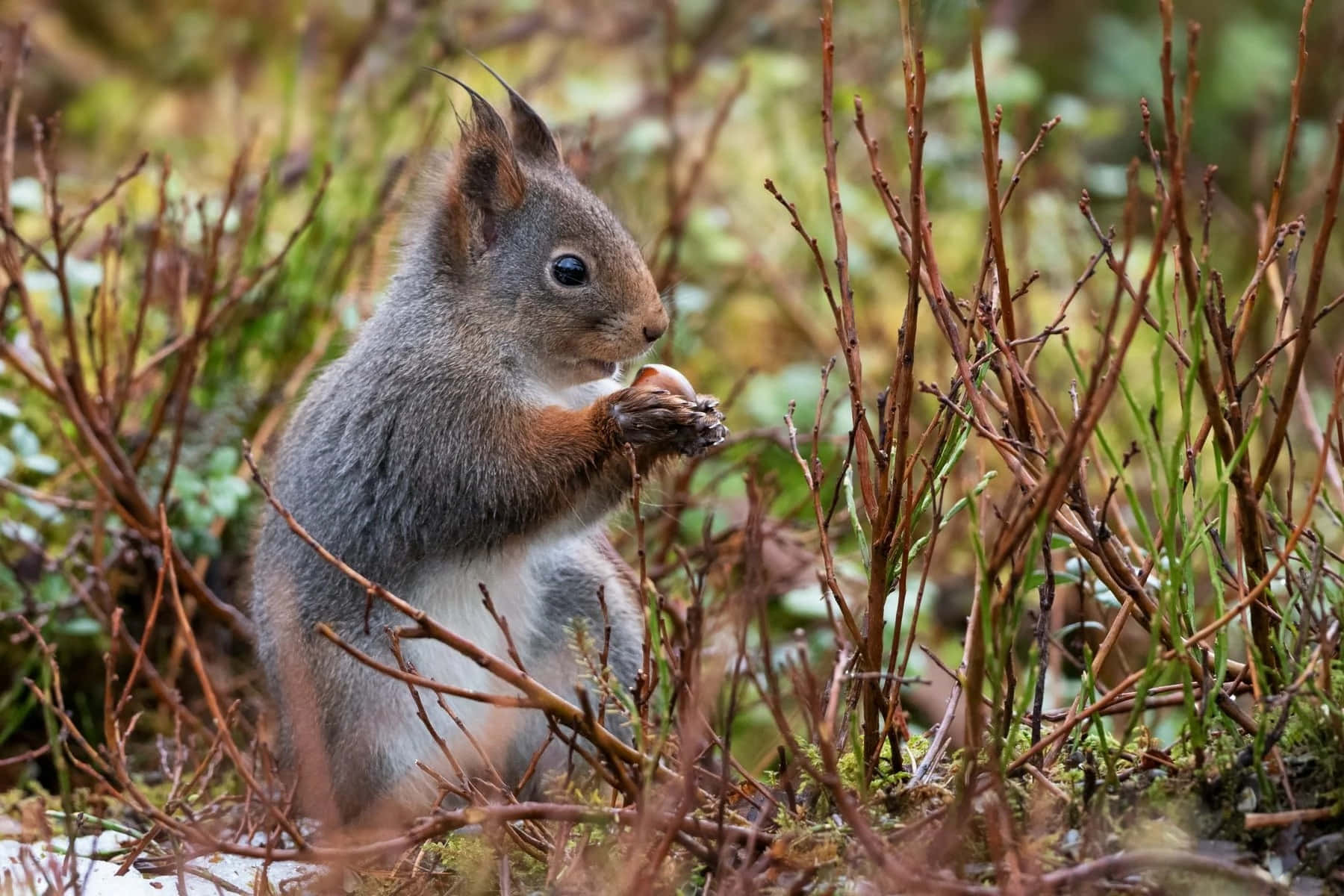 Grey_ Squirrel_ Eating_in_ Nature.jpg Wallpaper