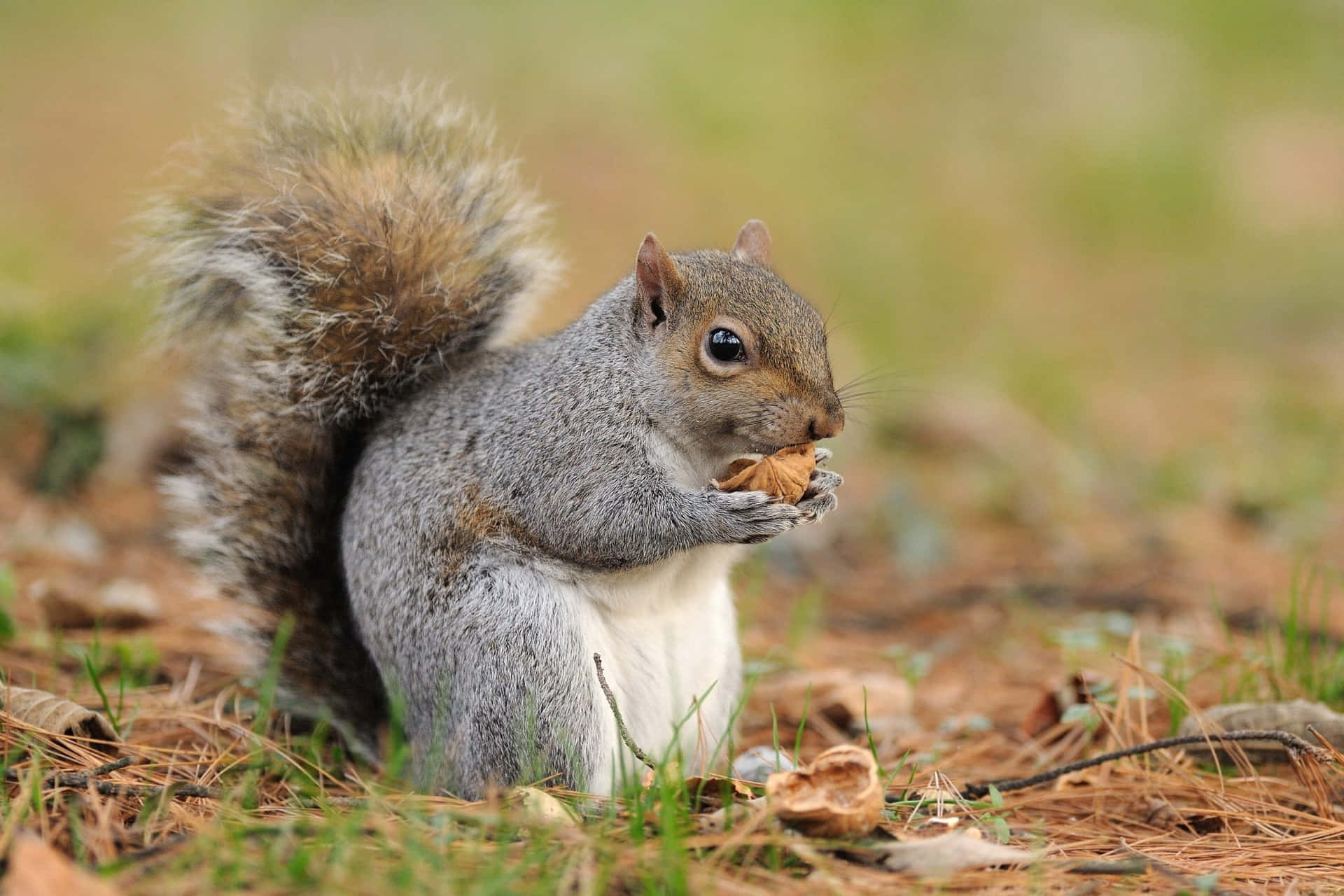 Grey Squirrel Eating Nut.jpg Wallpaper