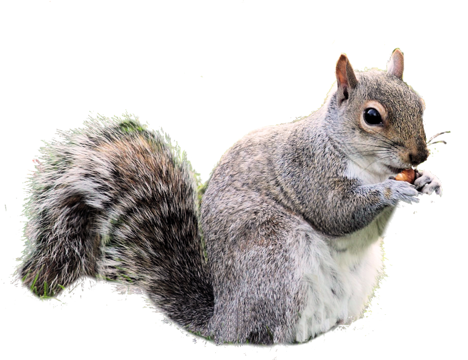 Grey Squirrel Eating Nut PNG