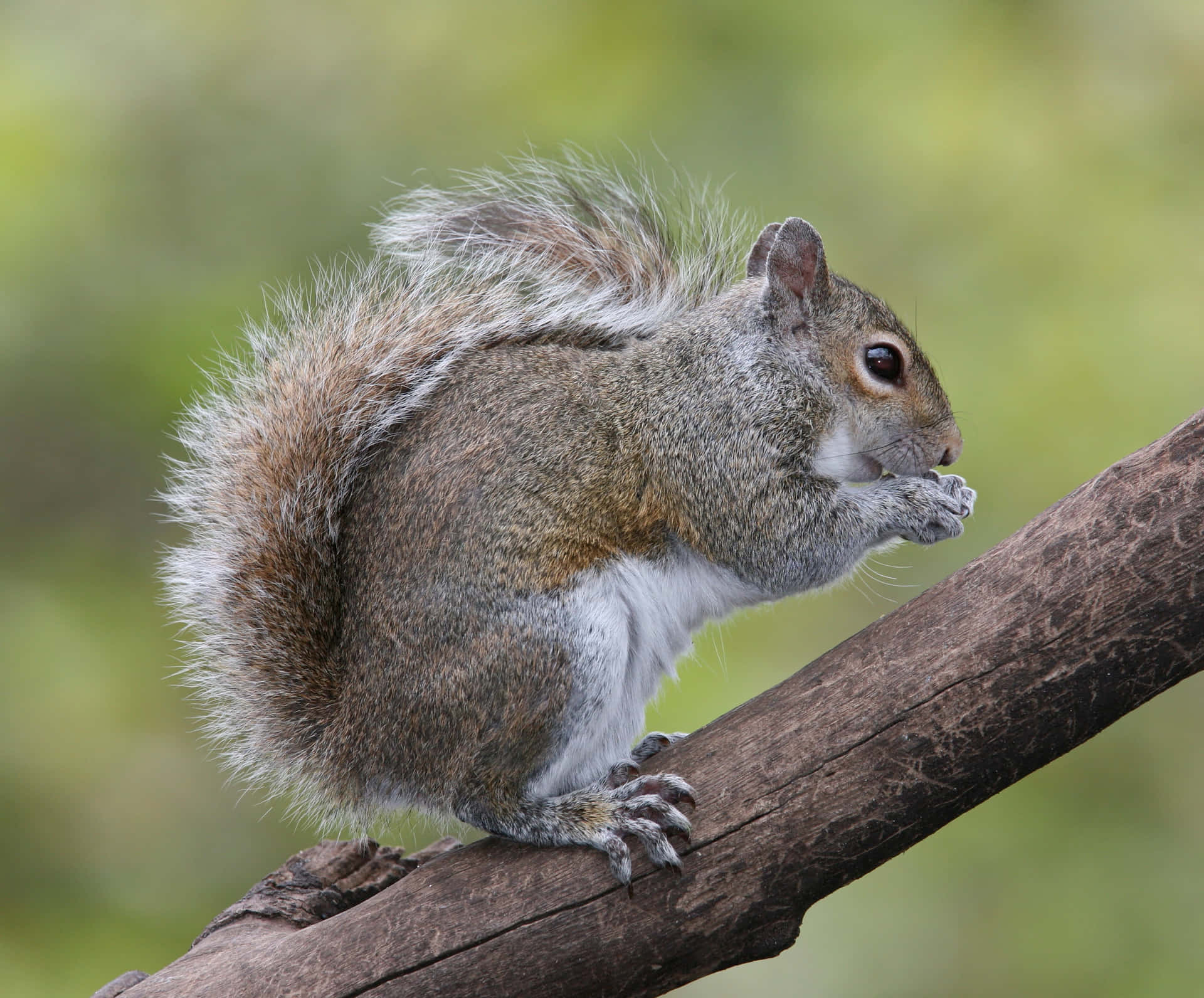 Grey Squirrel Eatingon Branch.jpg Wallpaper