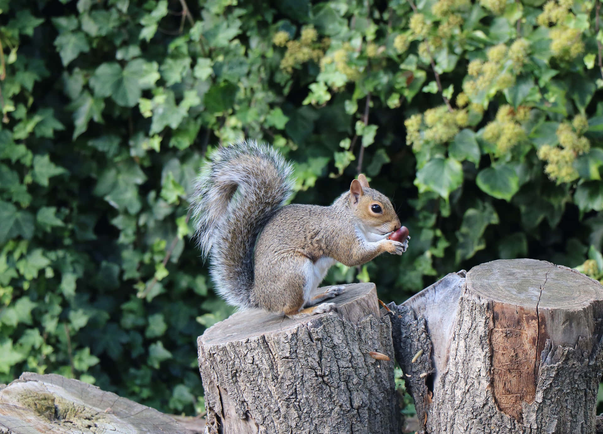 Download Grey Squirrel Eatingon Stump Wallpaper | Wallpapers.com