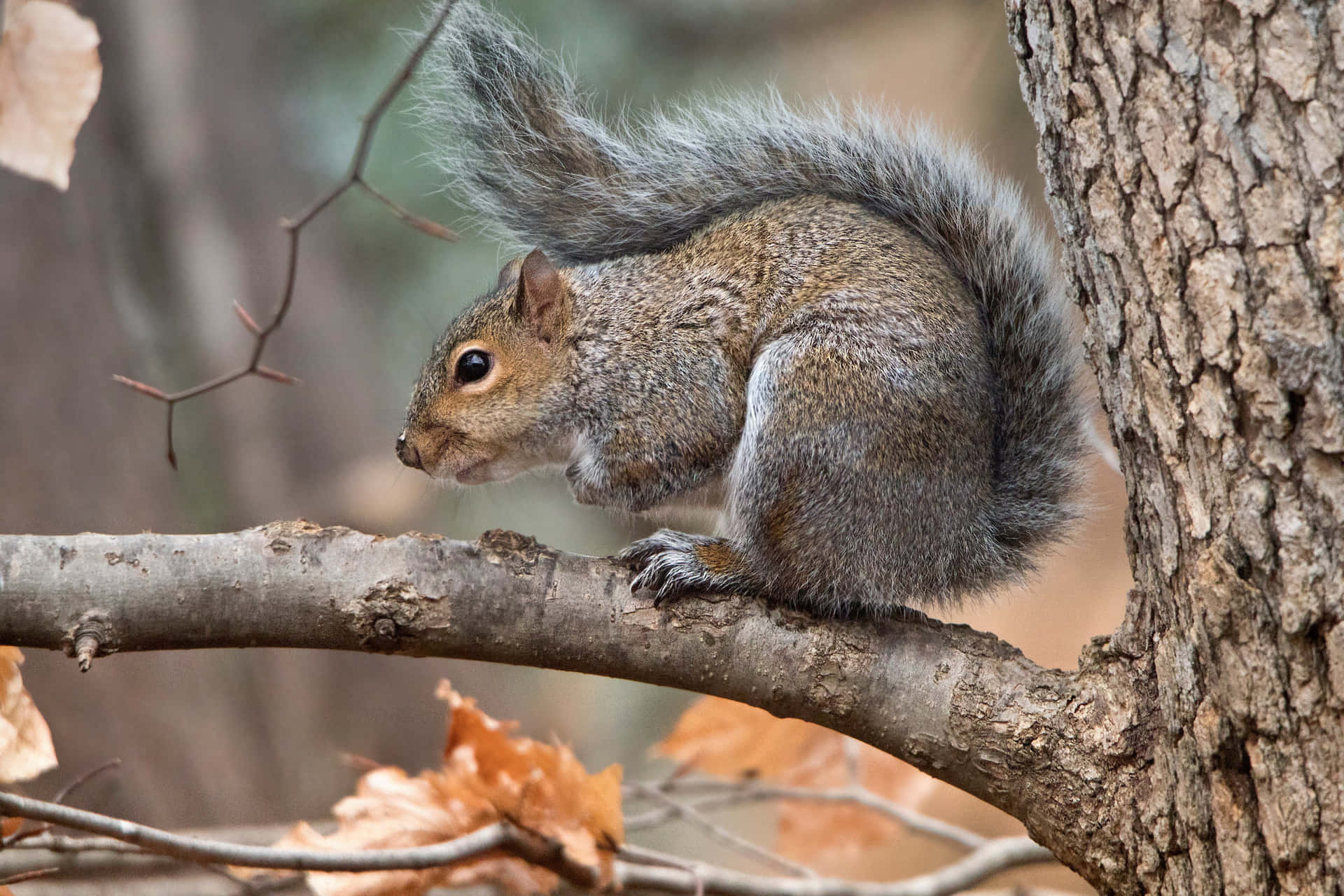 Grey Squirrel On Tree Branch Wallpaper