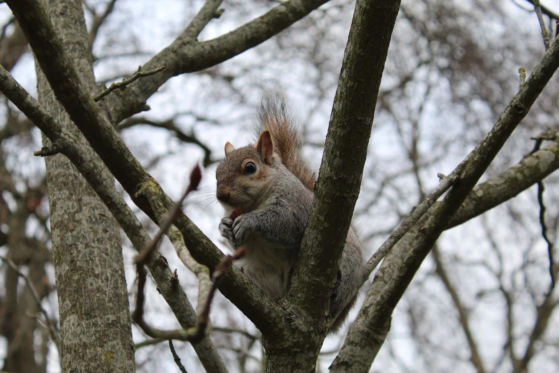 Grey Squirrel Perchedin Tree Wallpaper