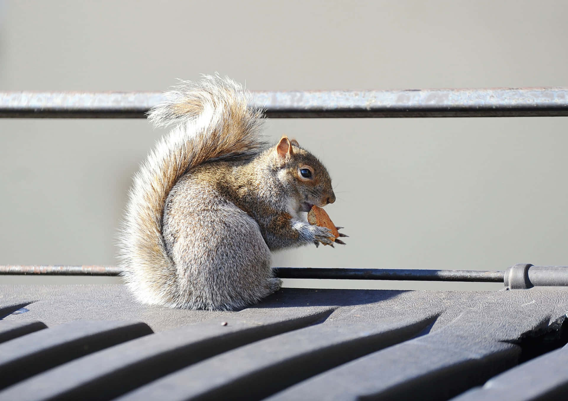 Grey Squirrel Snacking Outdoors.jpg Wallpaper