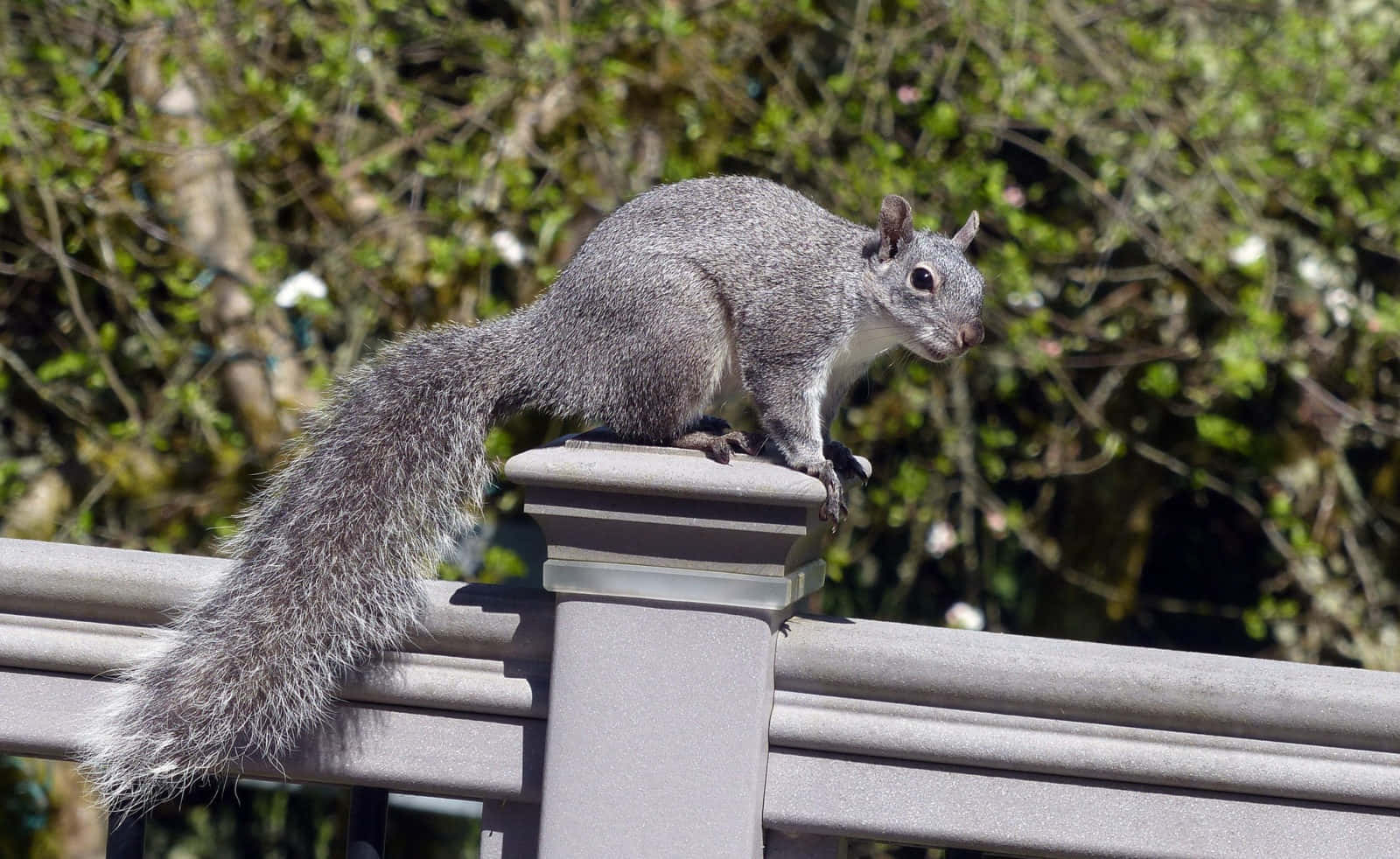 Grey Squirrelon Fence Wallpaper