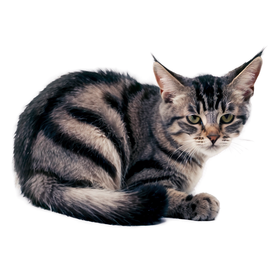 Grey Striped Cat Png Lhh PNG