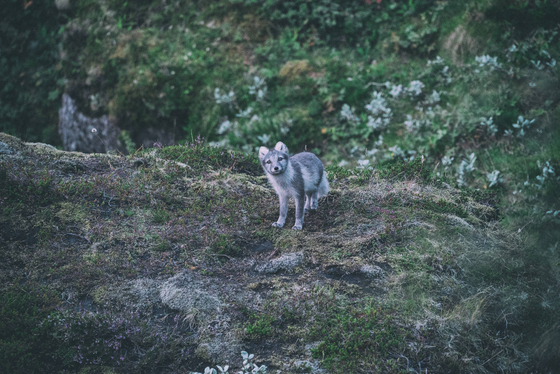 Adorable Grey and White Arctic Fox Wallpaper