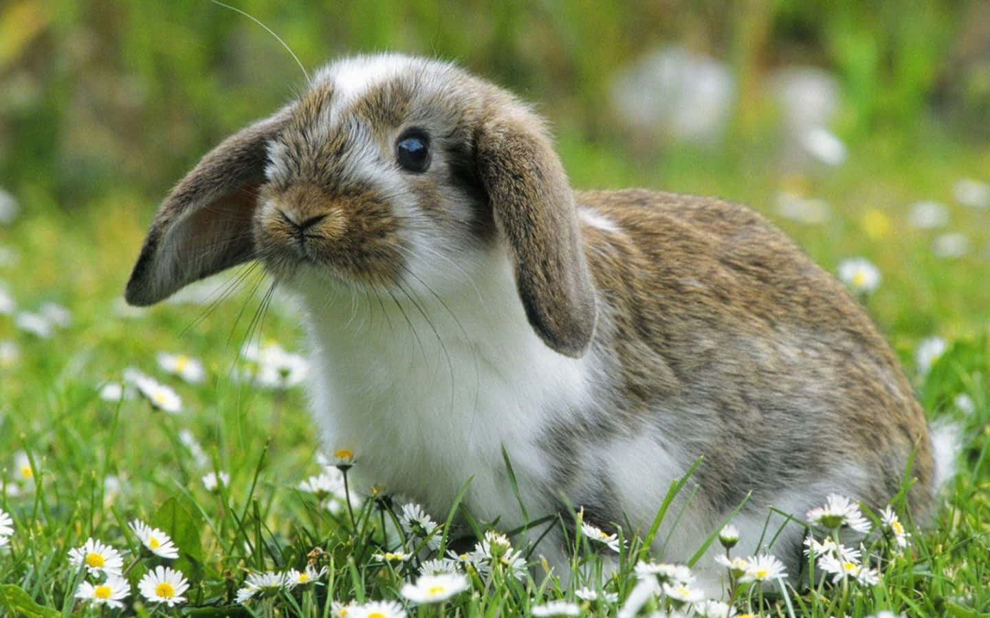 Grey White Cute Bunny Picture