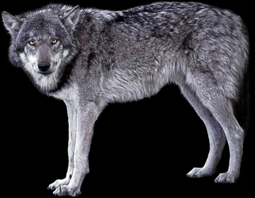 Grey Wolf Standing Black Background.jpg PNG