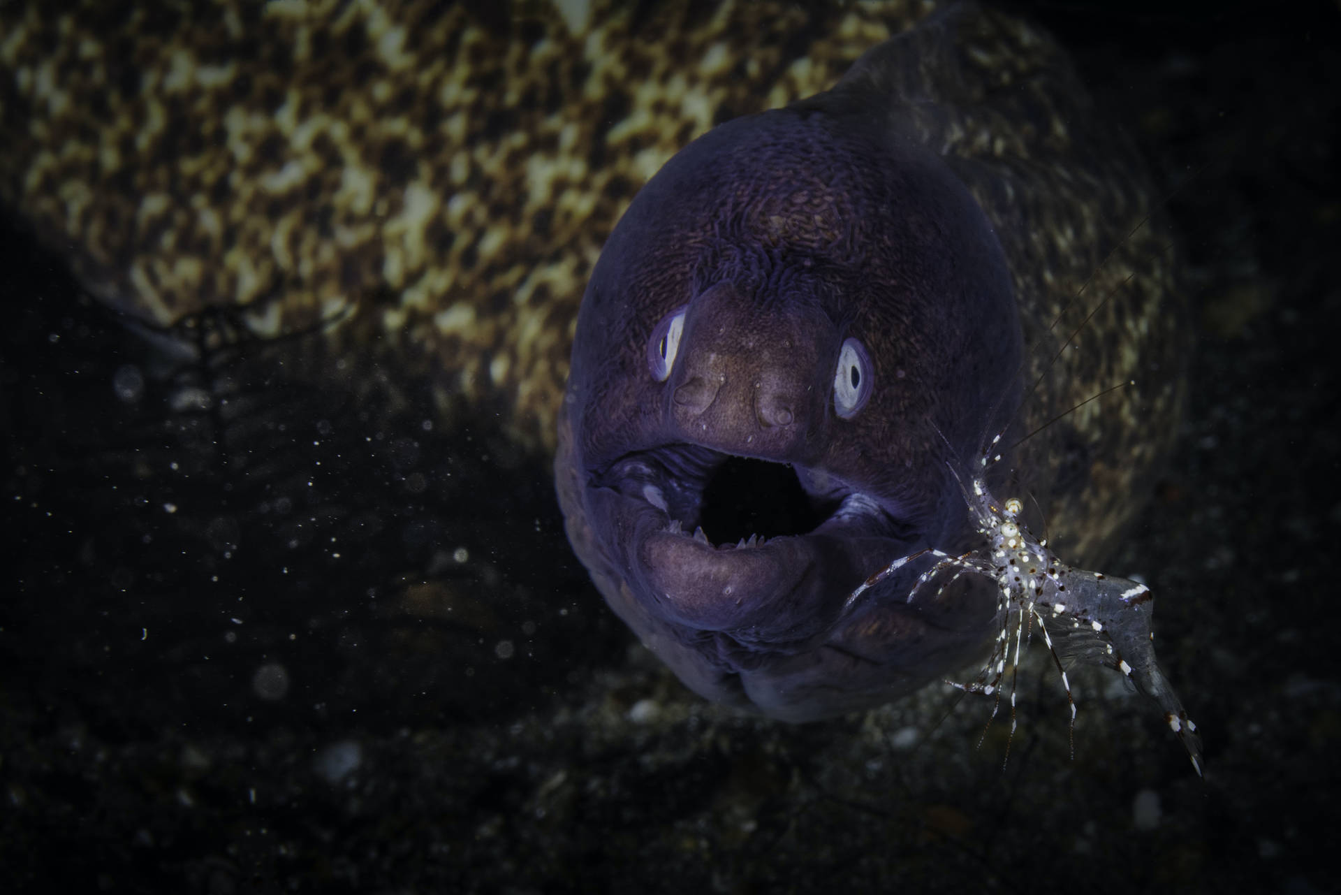 Graugesichtmuränenfisch Schwimmt In Dunklen Gewässern. Wallpaper