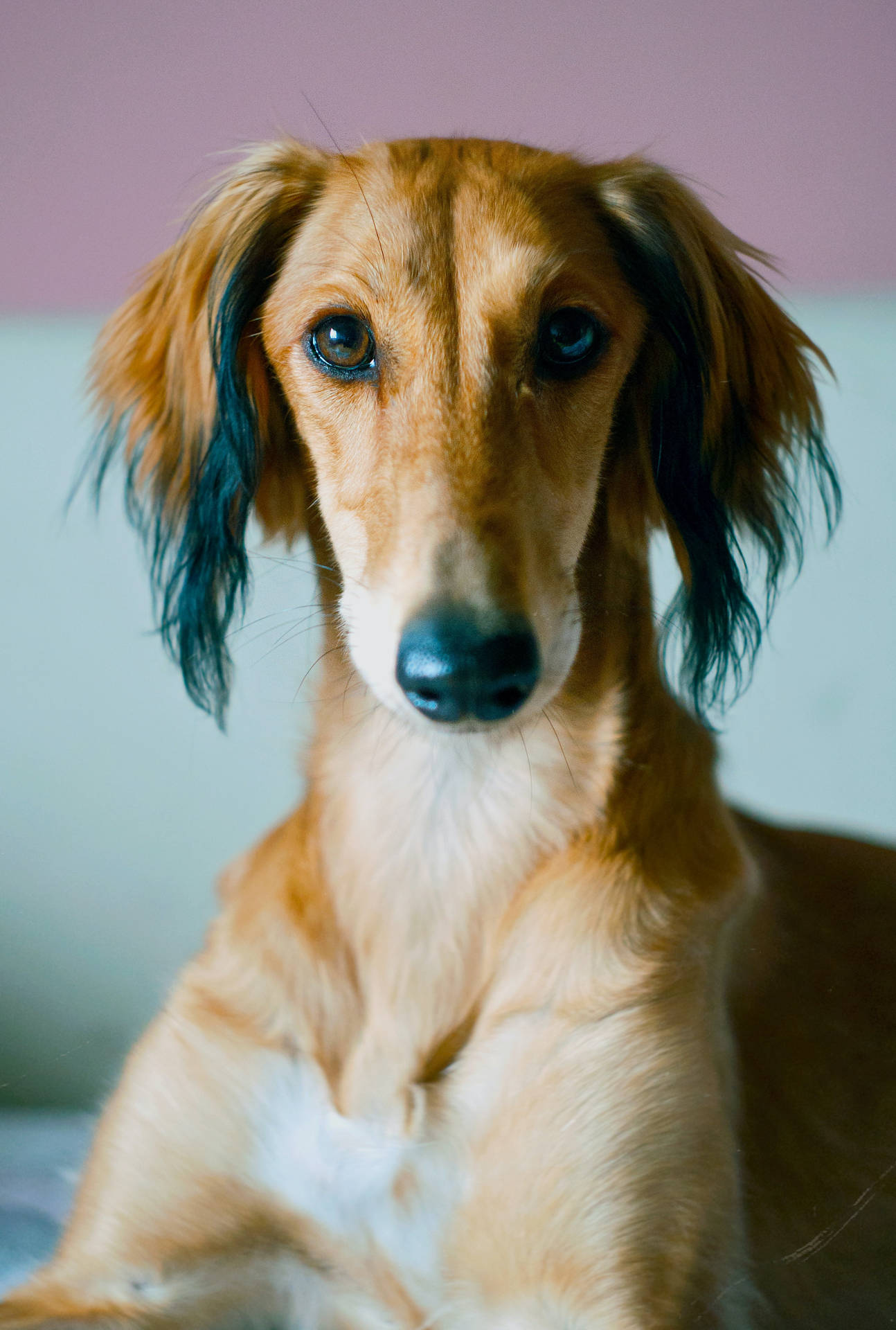 Greyhound Ansigt Portræt Wallpaper