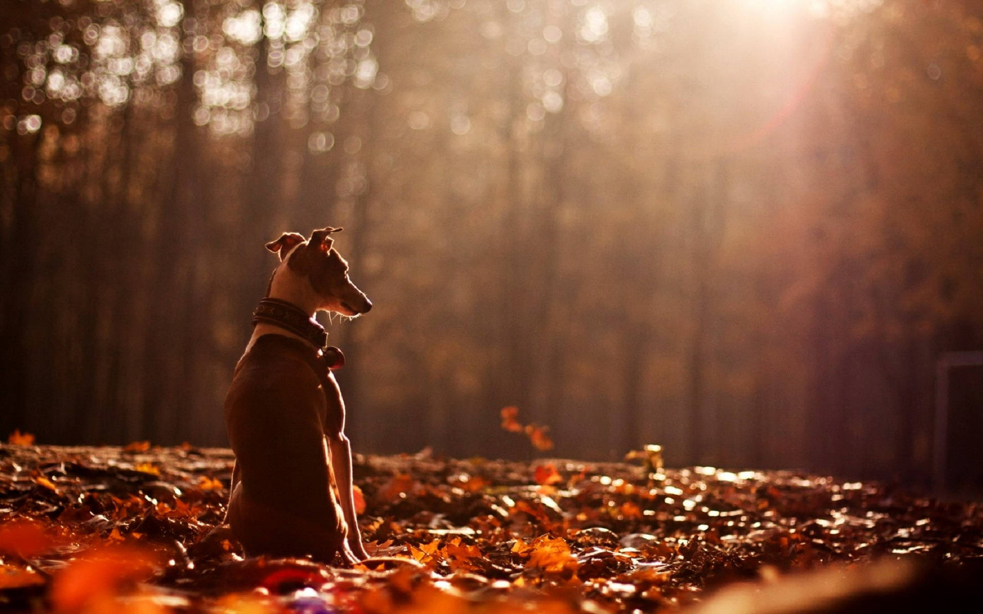 Greyhound Autumn Leaves Wallpaper