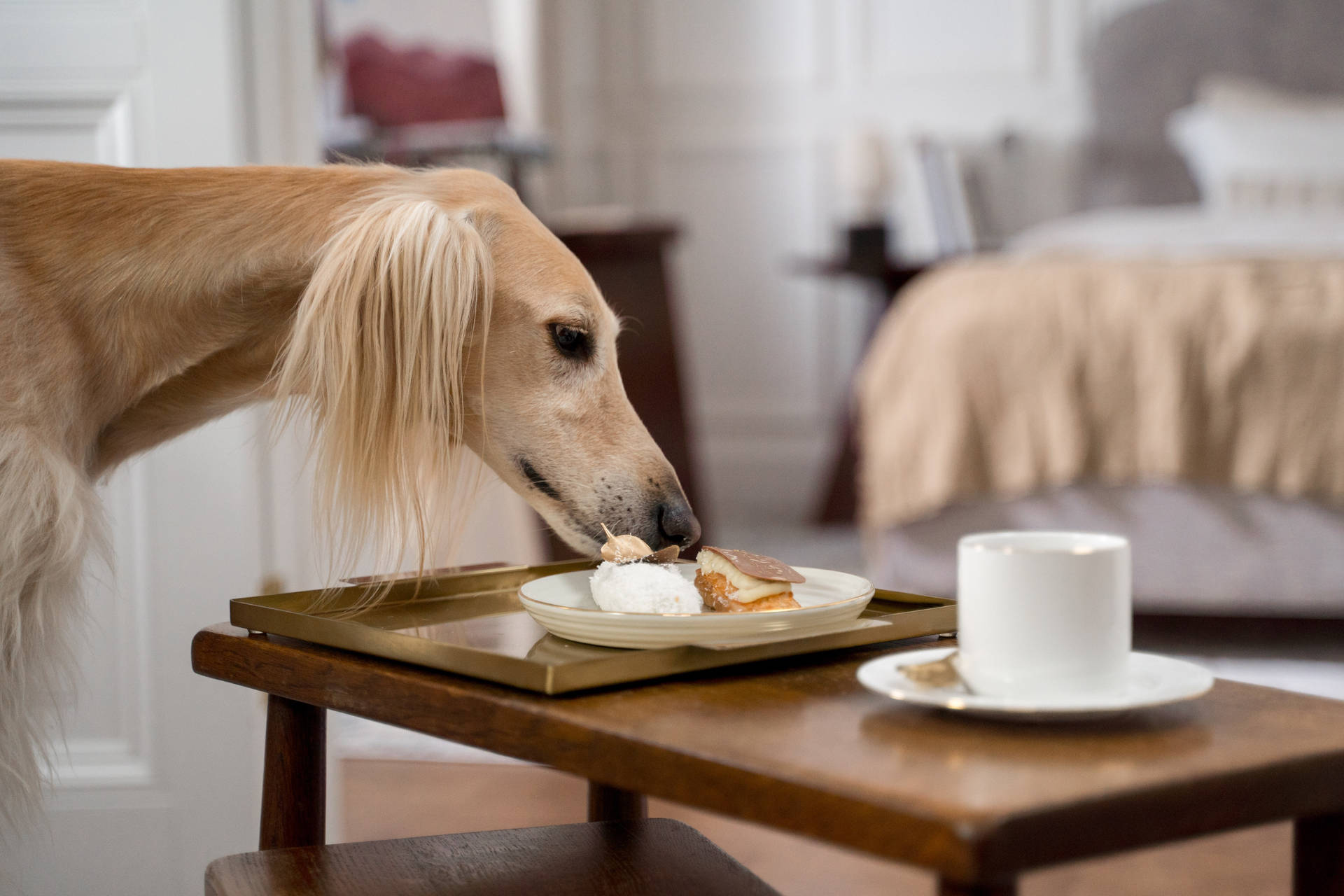 Greyhound Eating Breakfast Wallpaper