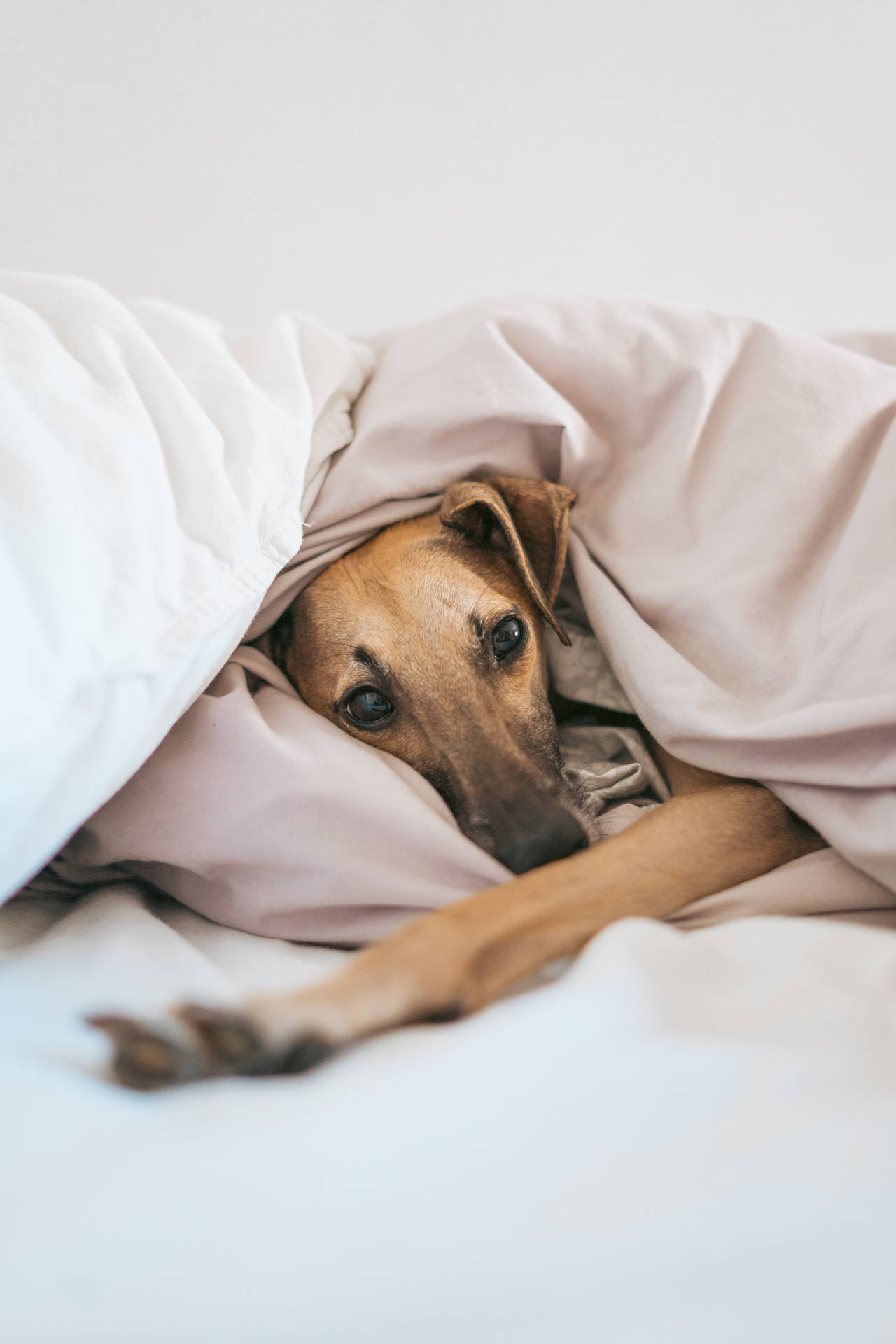 Greyhound In Blankets Wallpaper