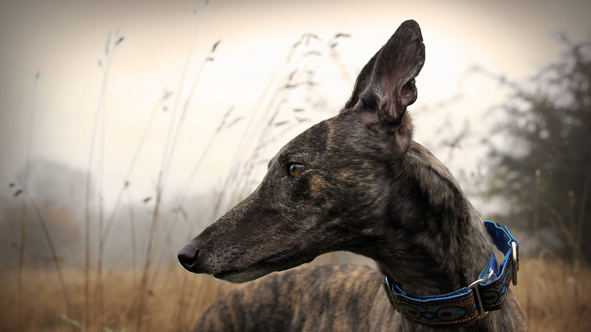 Greyhound In Tall Grass Wallpaper