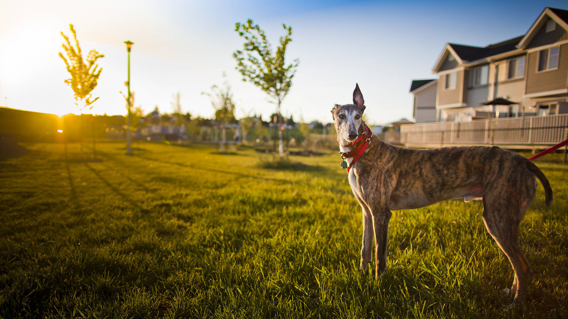 Greyhound In The Backyard Wallpaper