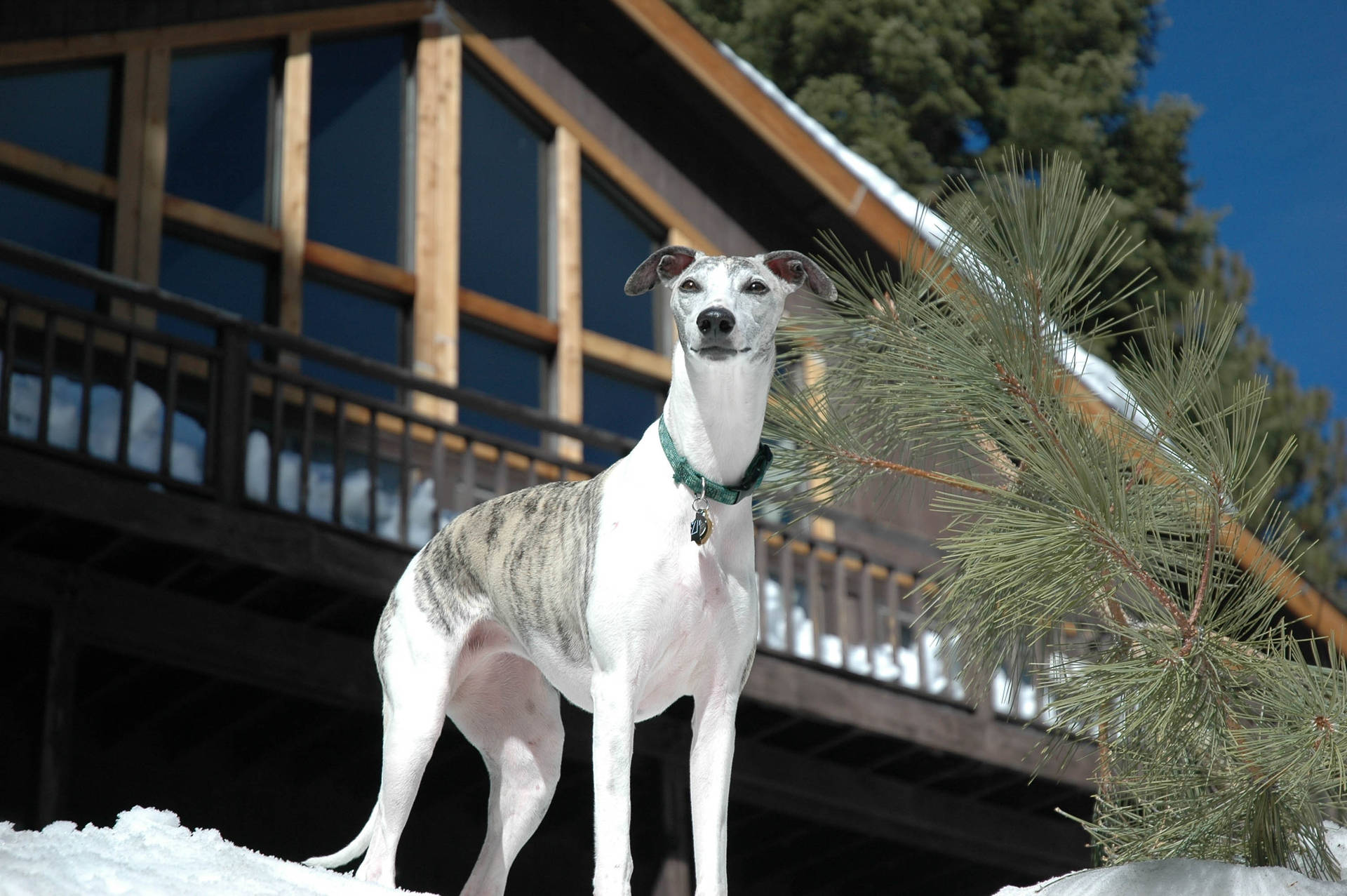 Greyhound Log Cabin Wallpaper