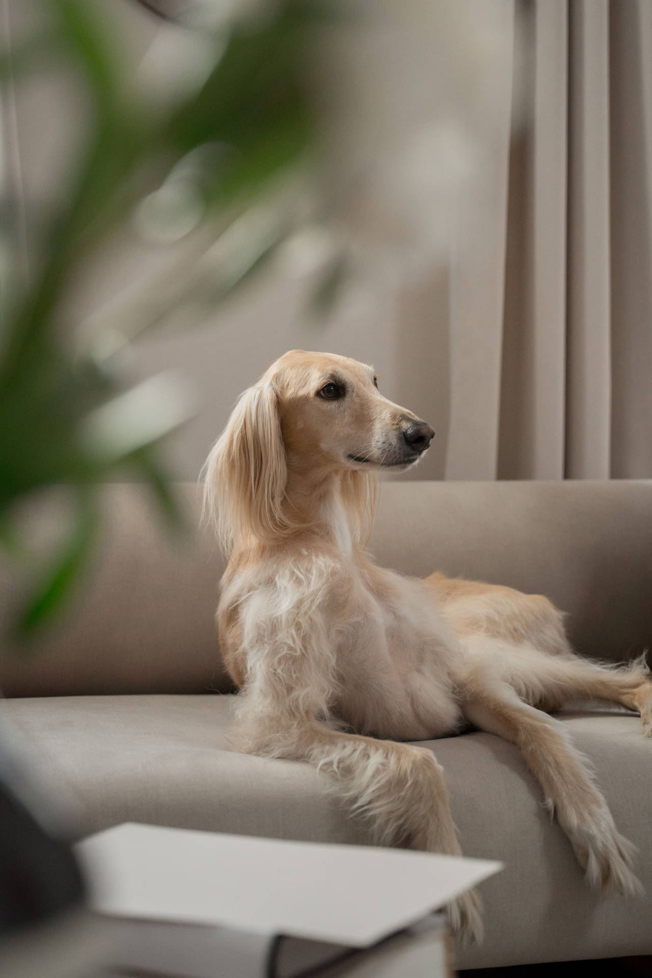 Greyhound På Sofaen Wallpaper