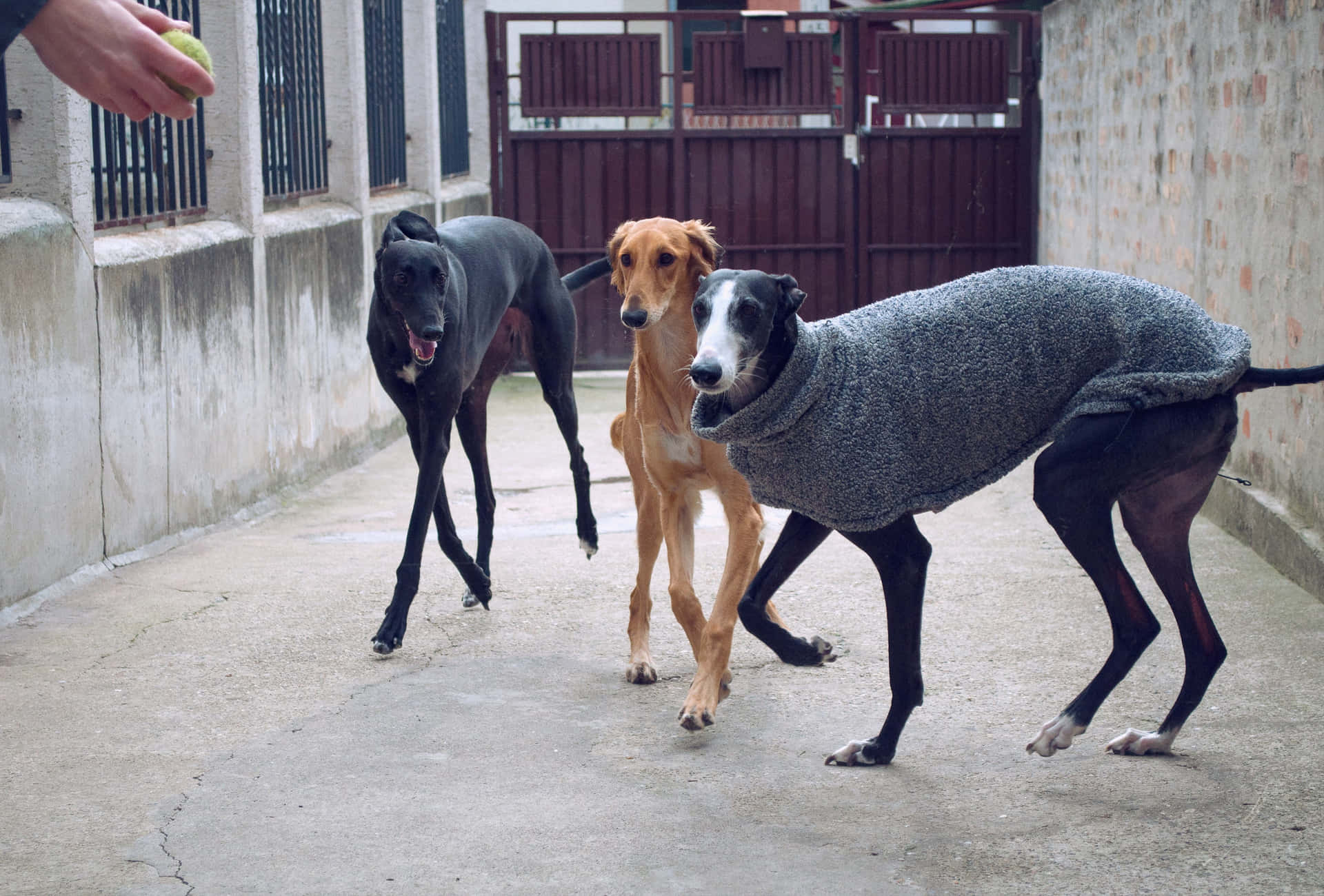 Three Greyhounds Walking