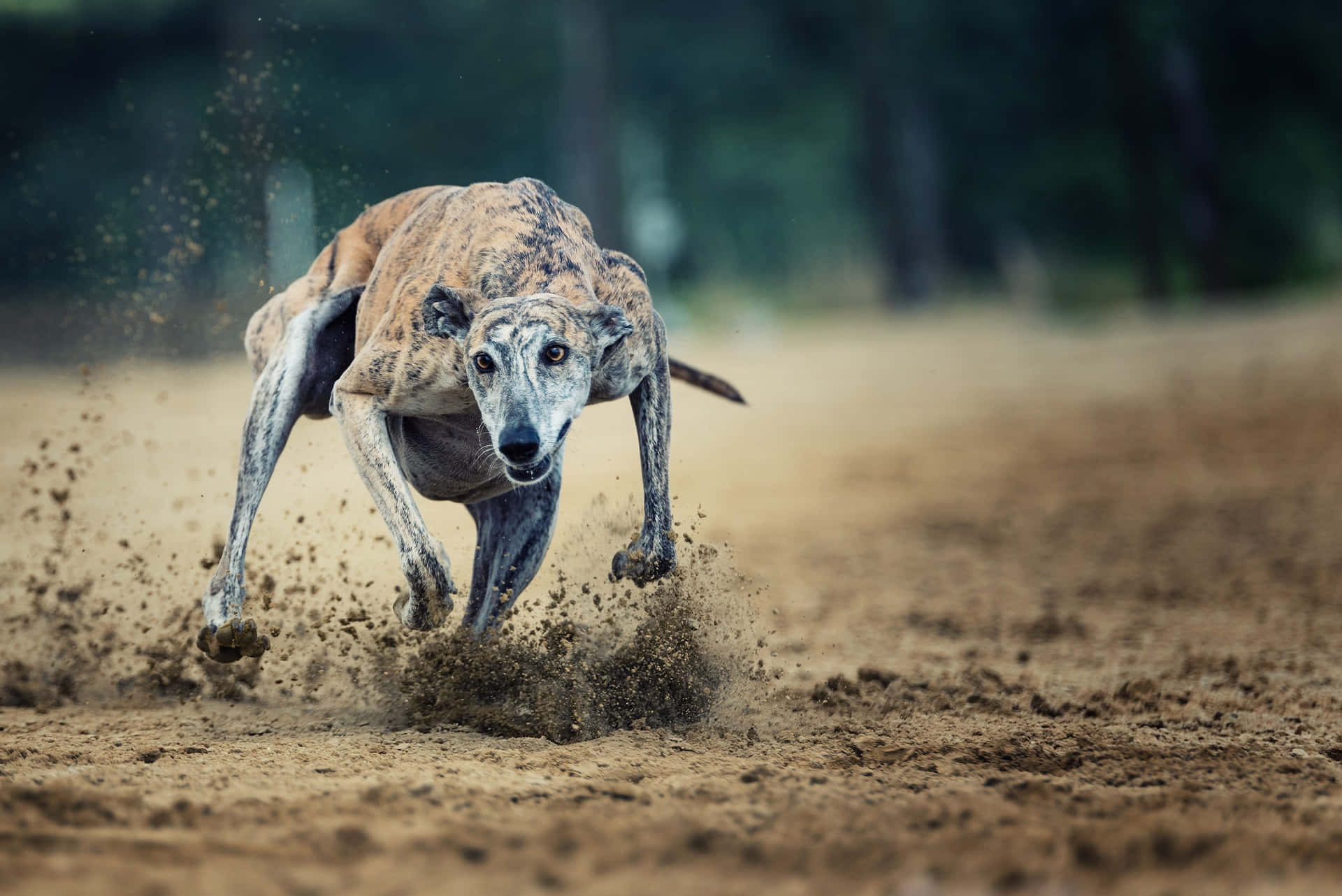 Greyhound Dog Running On A Dirt Track