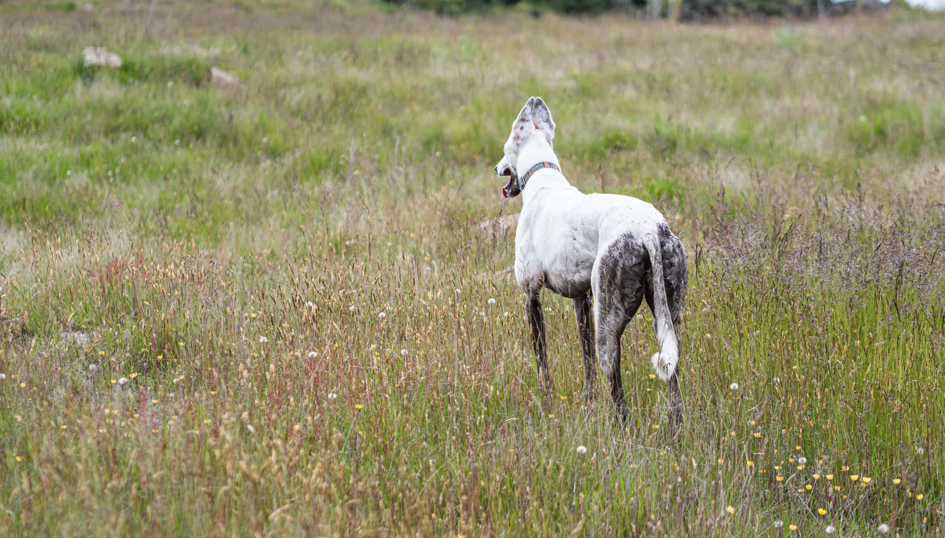 Greyhound racing brings joy to people around the world