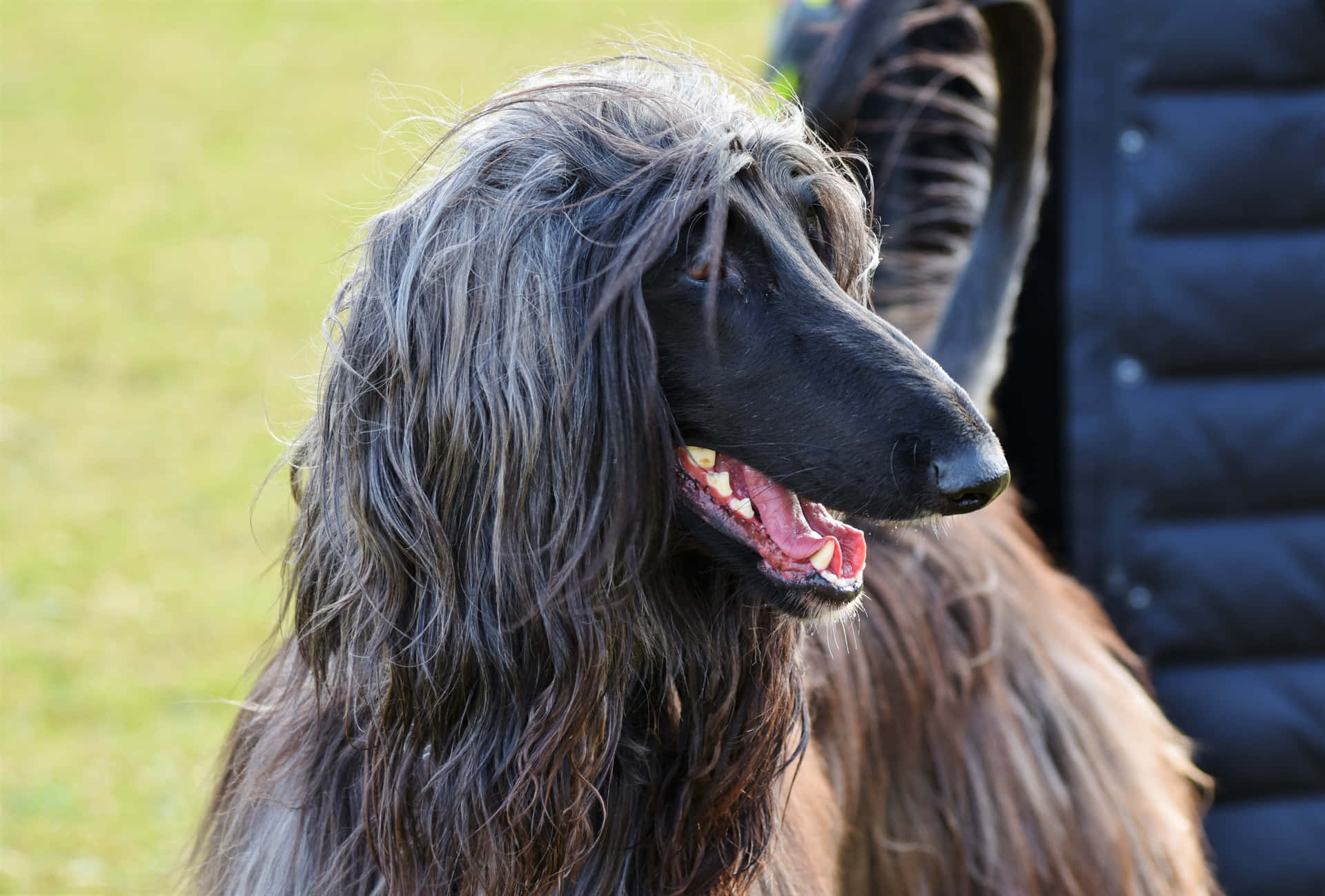 A Dog With Long Hair Standing In A Field