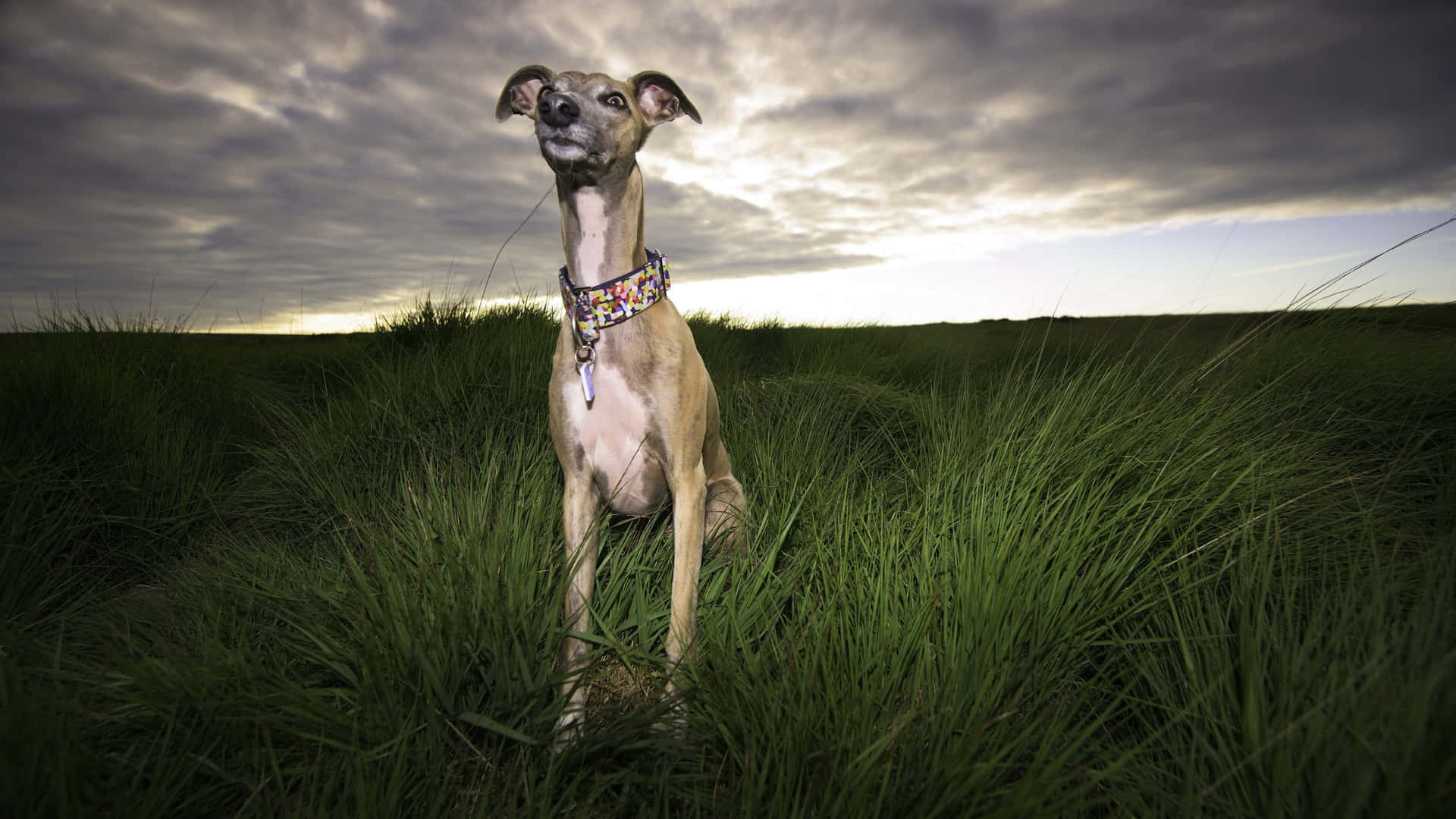 A Greyhound Standing In A Field With A Cloudy Sky