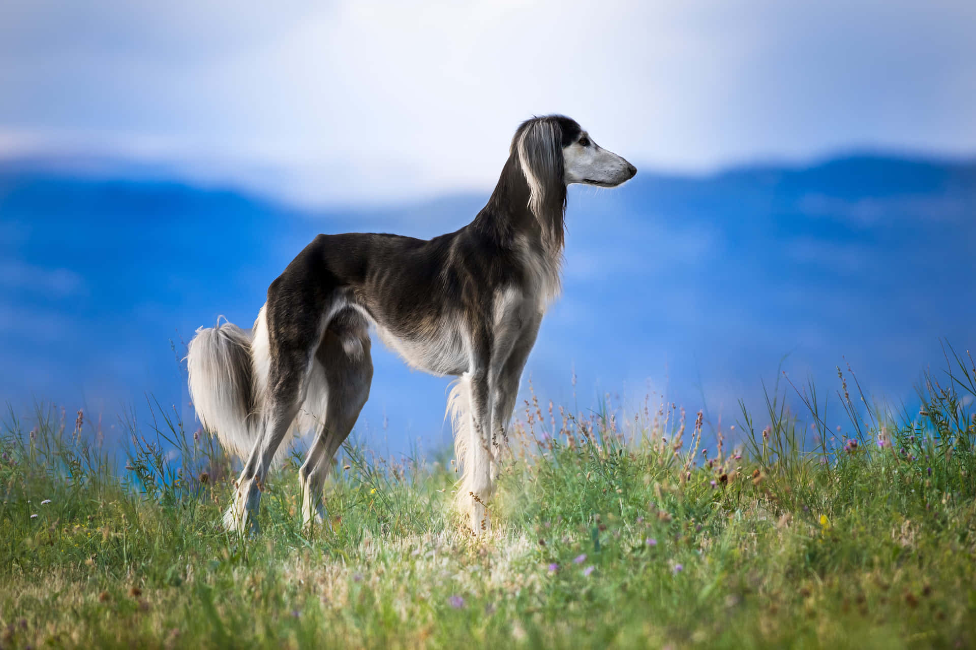 A Black And White Dog Standing In A Field