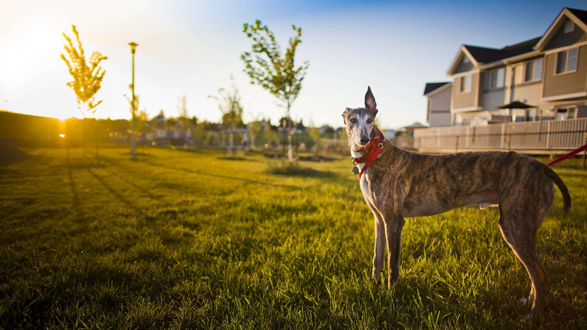 A gorgeous Greyhound in mid-run