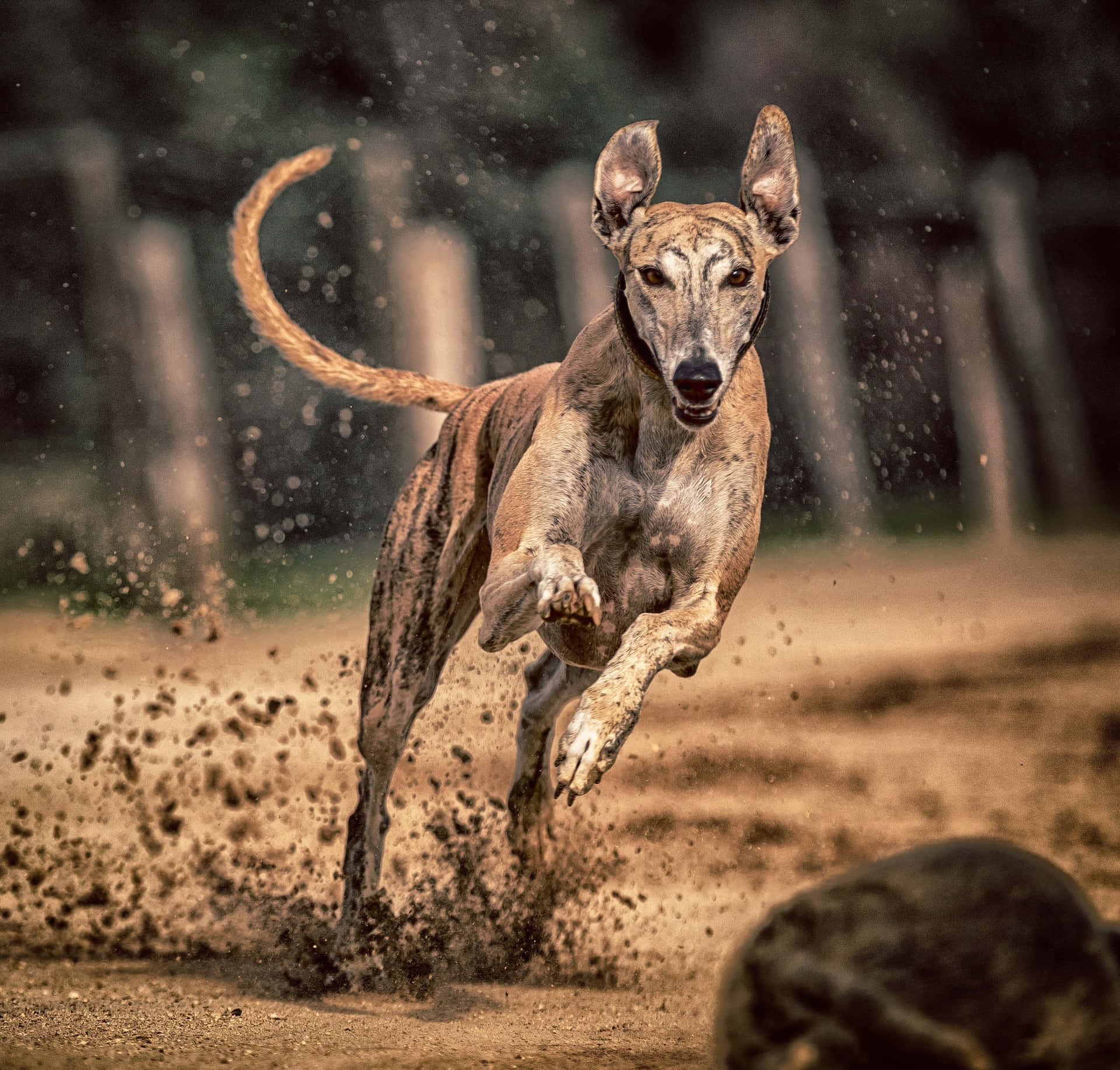 A Dog Running