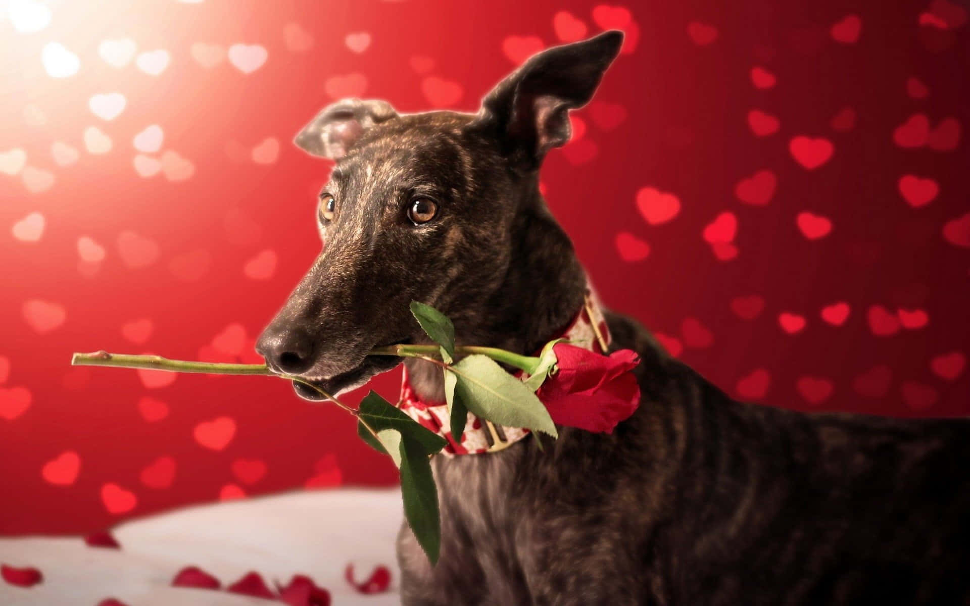 A Greyhound Dog With A Rose In Its Mouth
