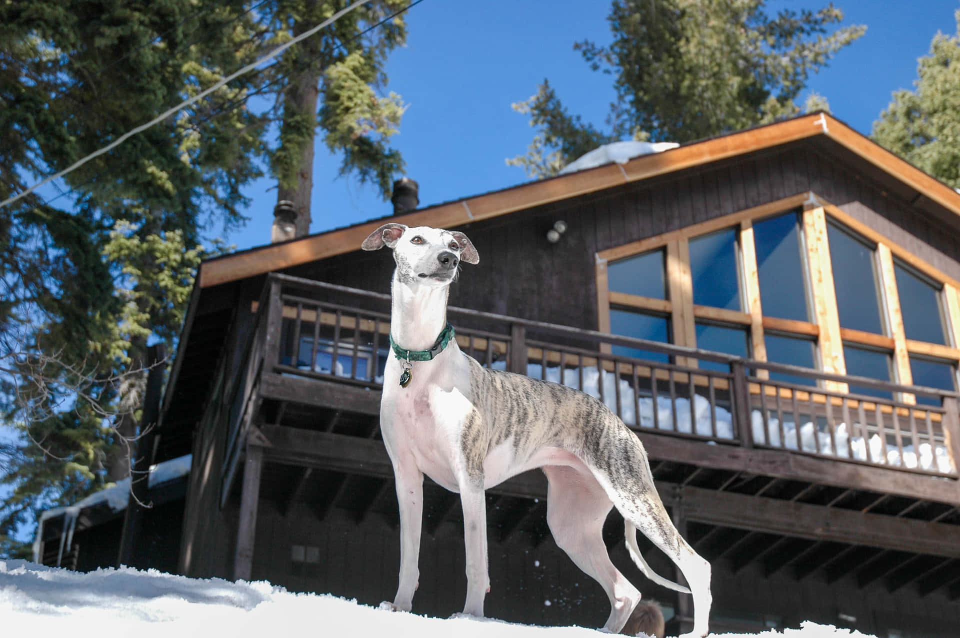 A Greyhound Standing In Front Of A Cabin In The Snow