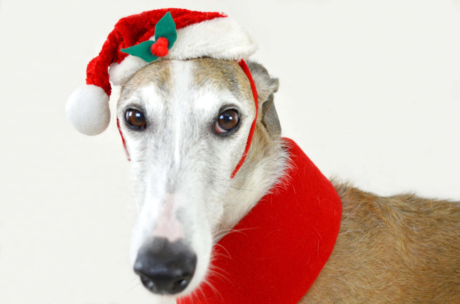 A Dog Wearing A Santa Hat