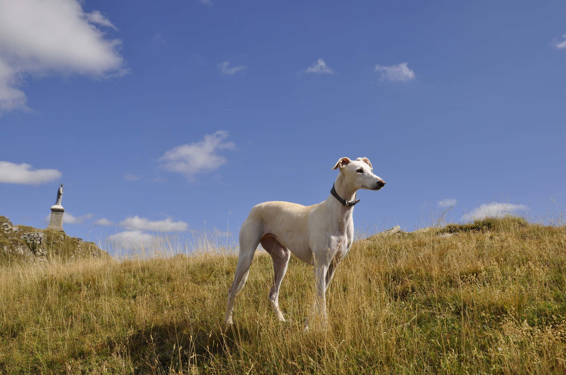 Ipullman Greyhound Offrono Percorsi Comodi E Convenienti Verso Molte Delle Città Americane, Rendendoli Una Fonte Essenziale Di Trasporto.