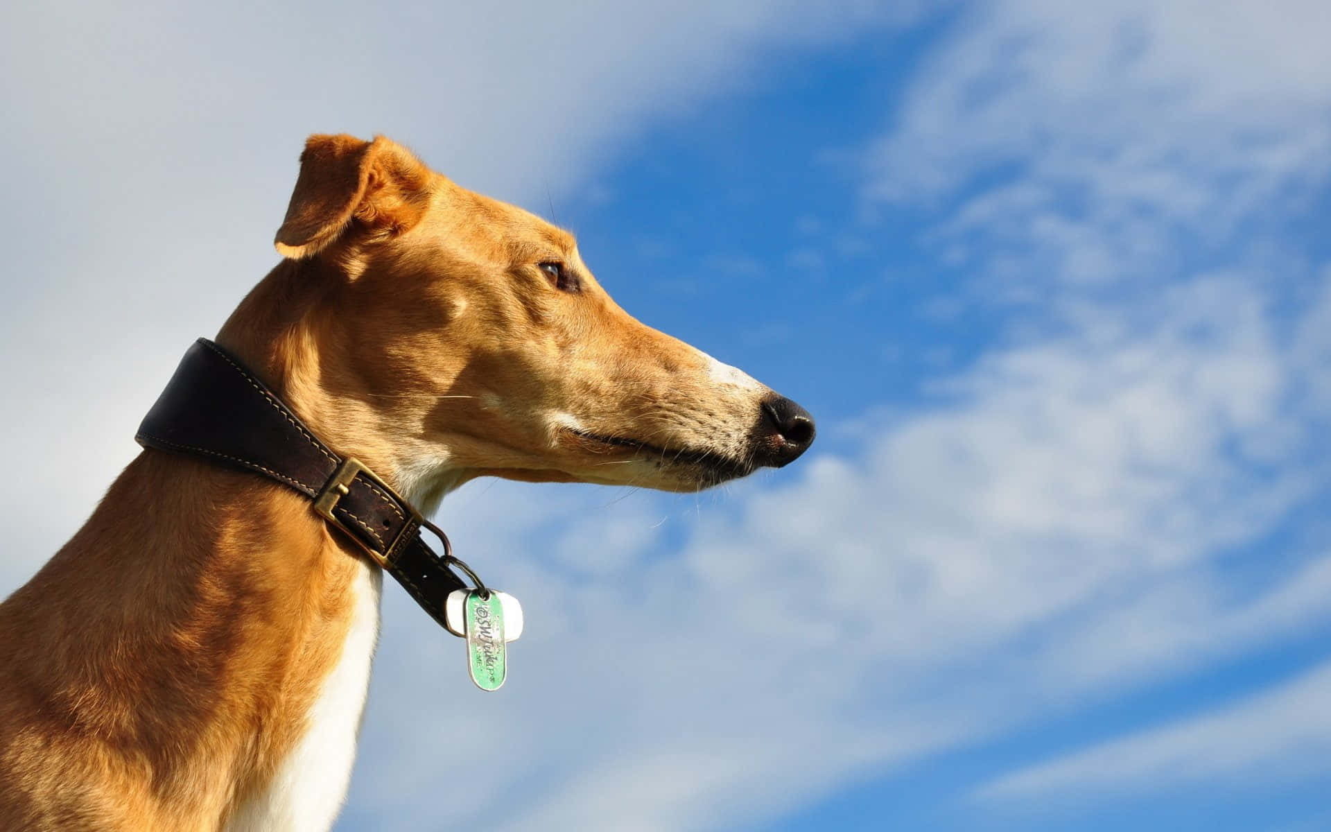 Gladgreyhound Som Njuter Av En Löptur I Parken