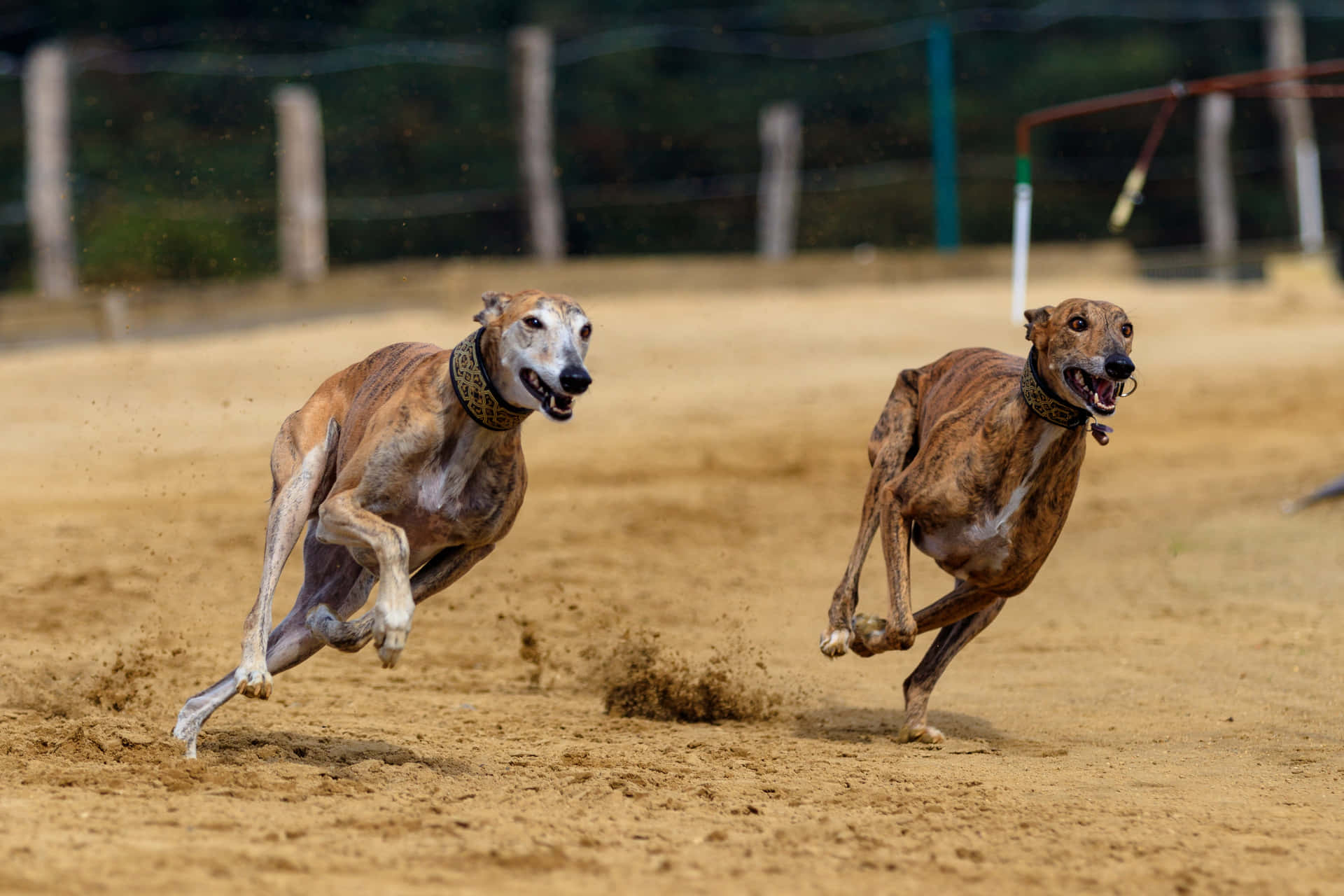 Greyhound Races - A Fast-Paced and Exciting Sport!