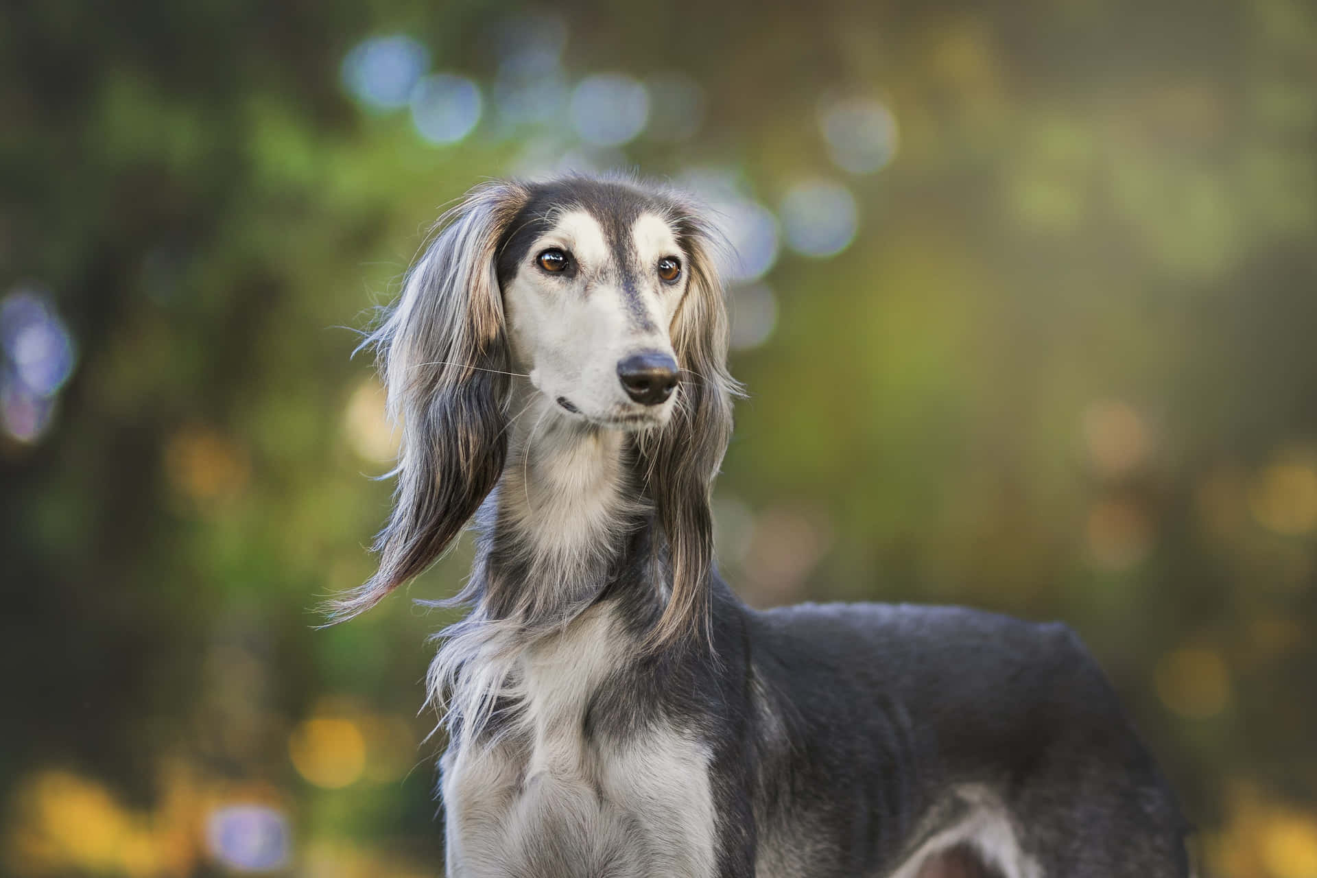 Greyhoundsi Distingue Nella Competizione