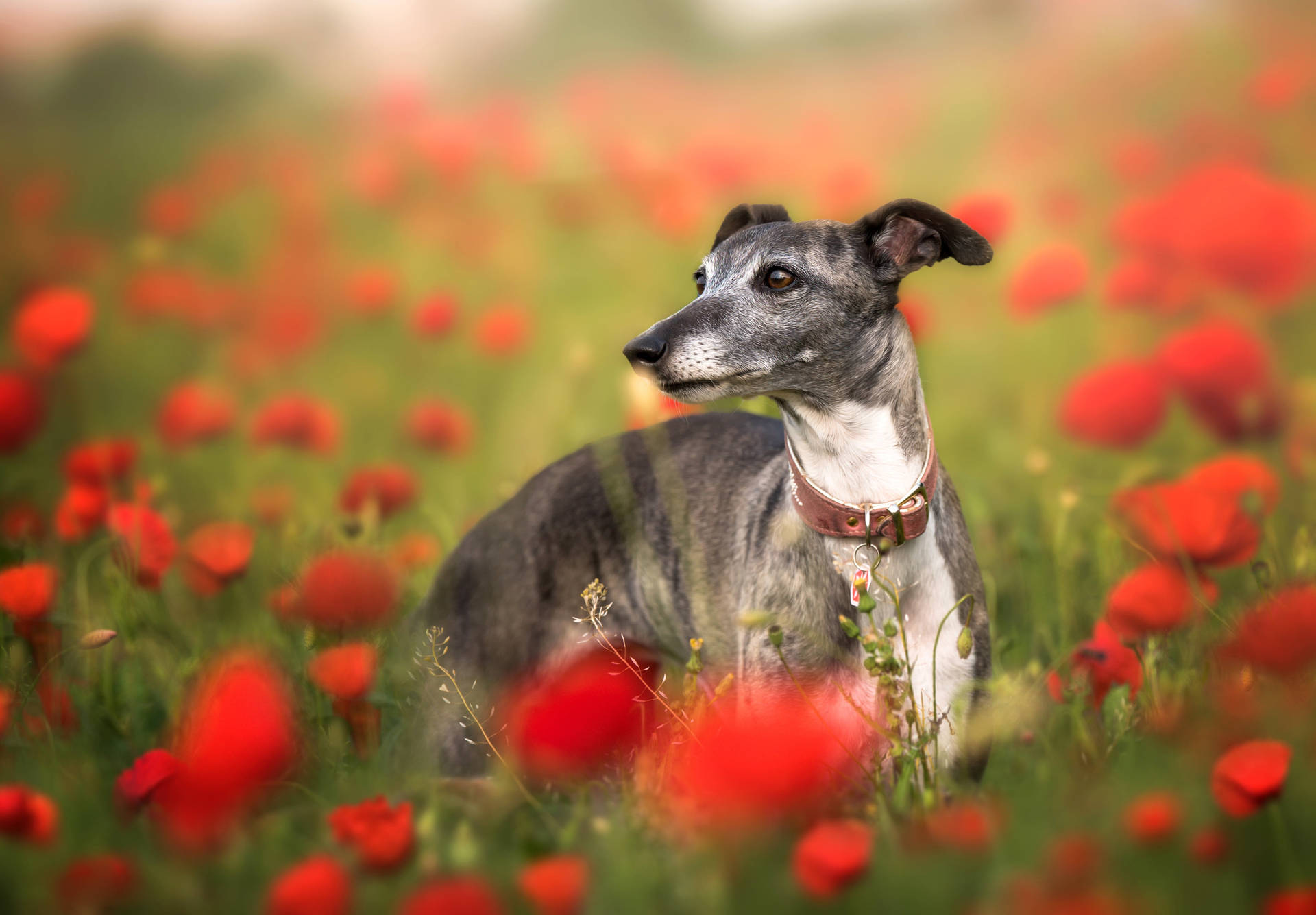 Greyhound Poppy Field Wallpaper