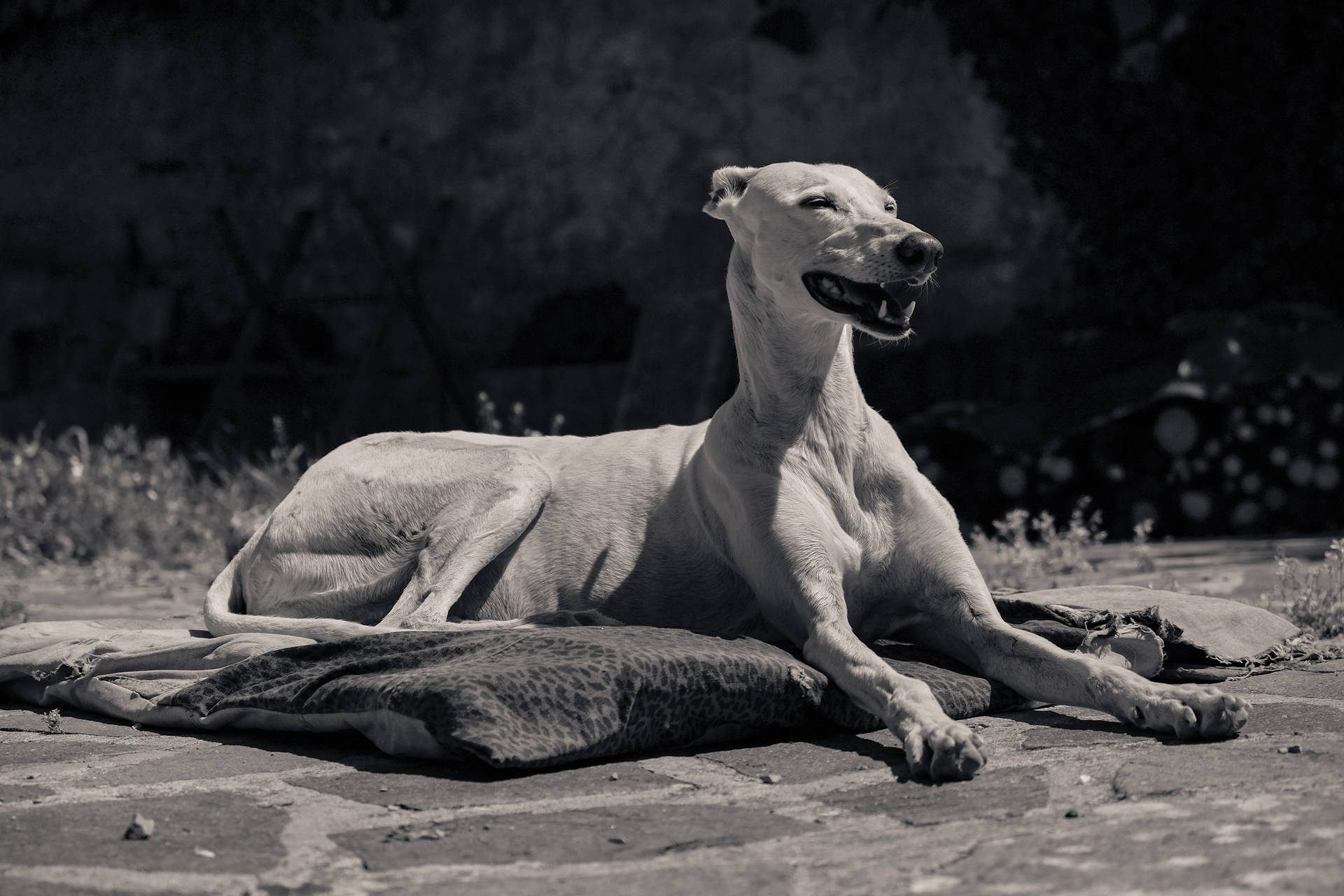 Greyhound Resting On Cushion Wallpaper