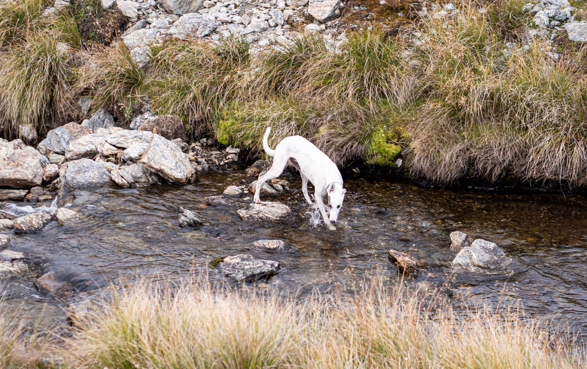 Greyhound Walking In River Wallpaper