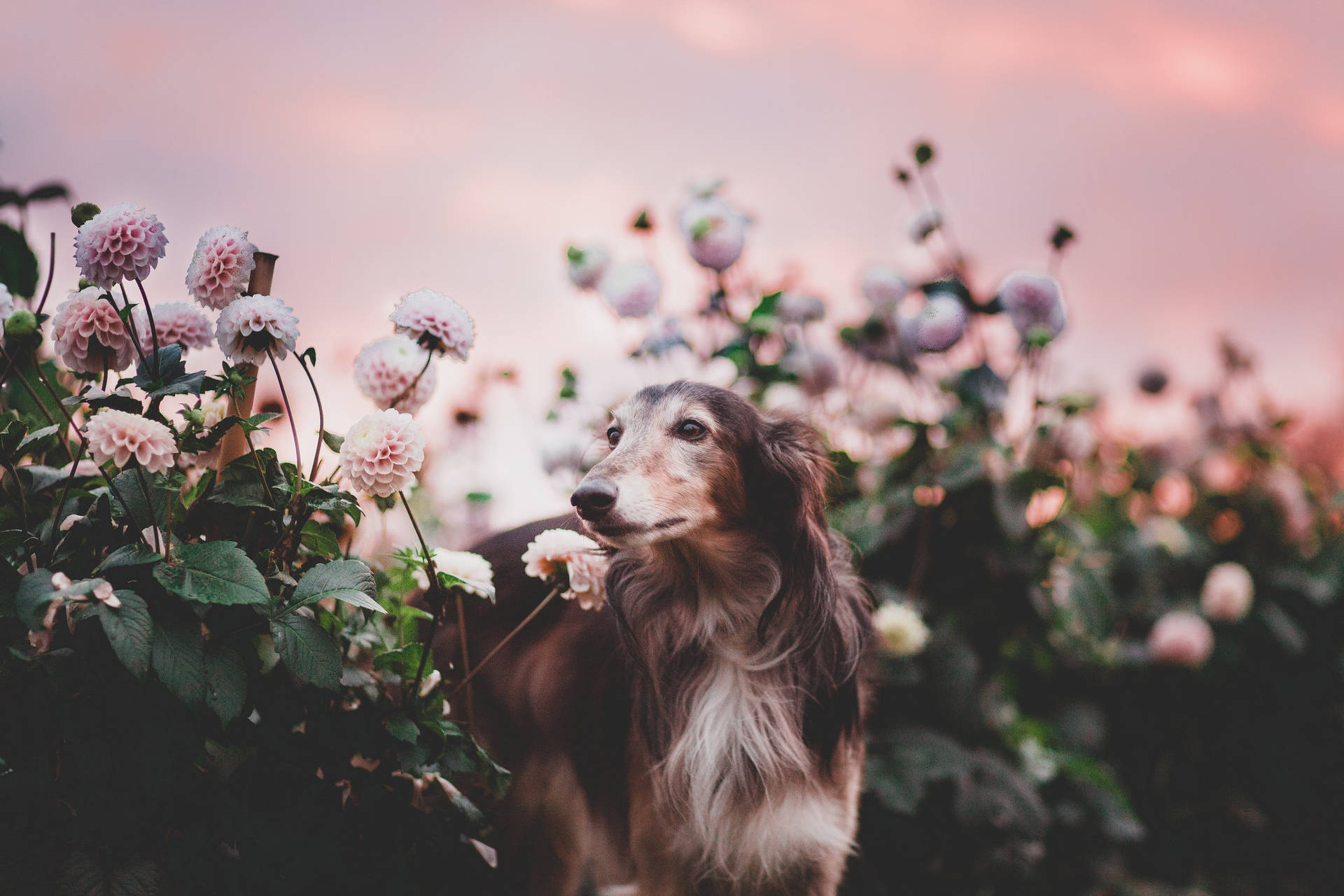 Greyhound With Dahlia Flowers Wallpaper