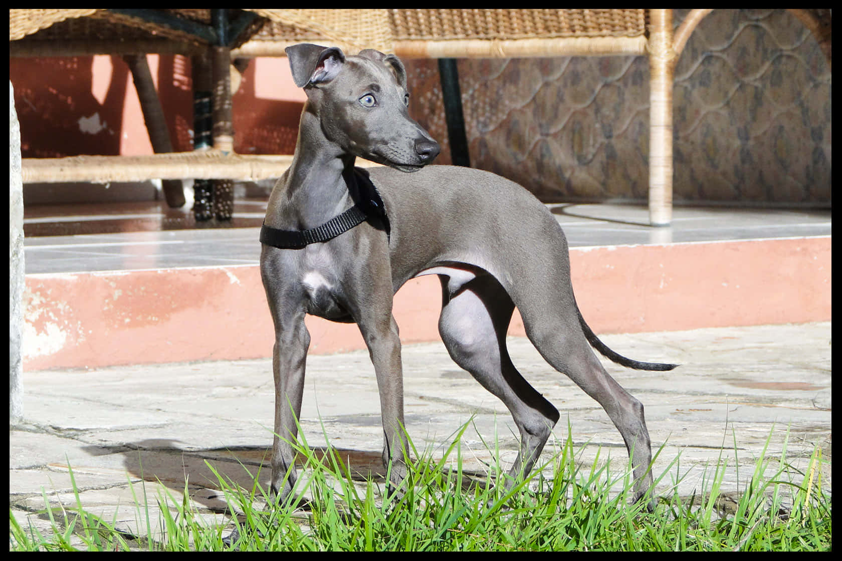 Greyhoundbaggrund